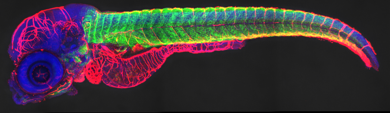 Combined whole-mount fluorescent in situ hybridization and antibody staining in zebrafish embryos and larvae
