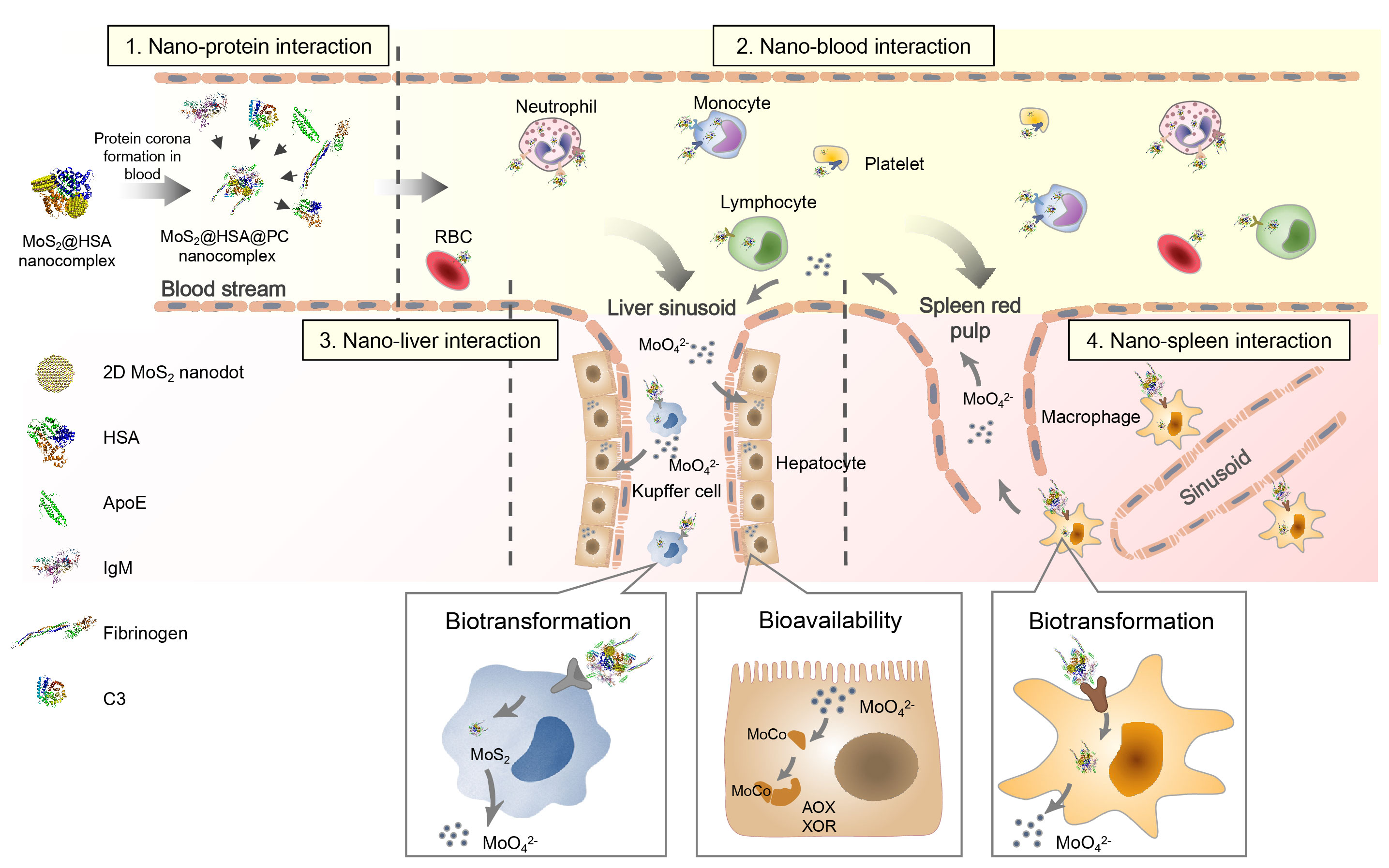 Molybdenum derived from nanomaterials incorporates into molybdenum enzymes and affects their activities in vivo
