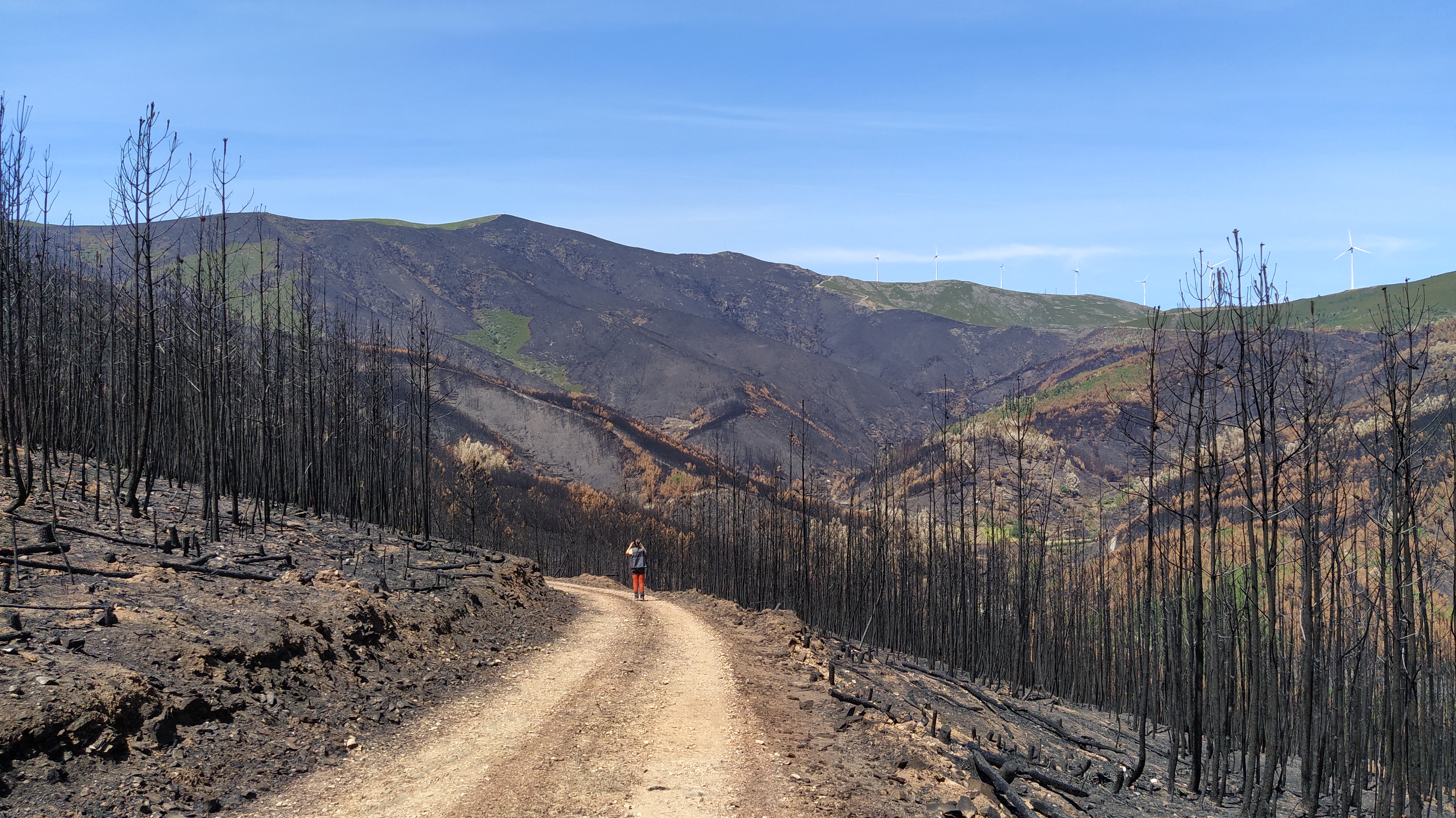 The Feedback Loop of Forest Fires and Land Degradation