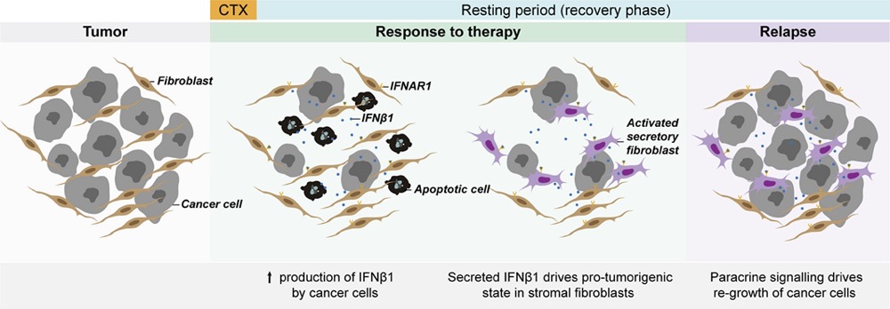 Pro-inflammatory signalling in the tumour microenvironment: achieving the right balance