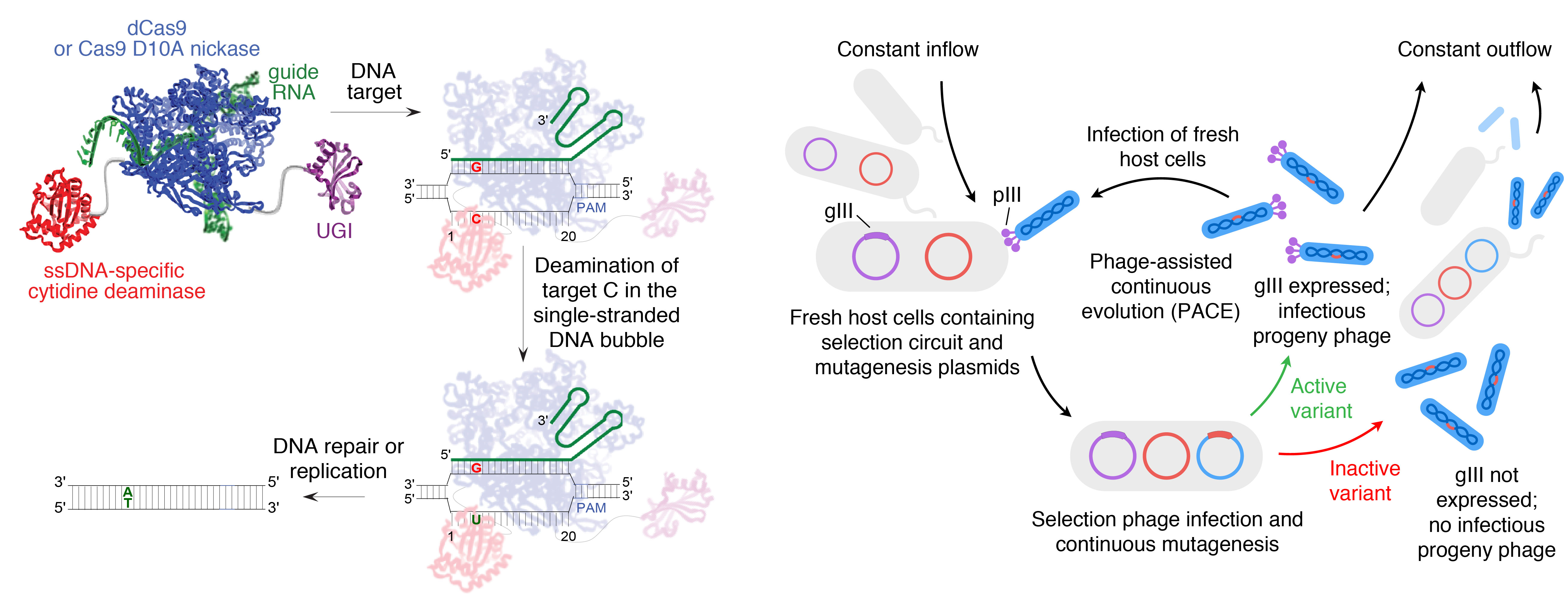 Continuous evolution of base editors, one year on