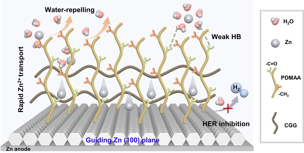 Moderately Hydrophobic Polymer Protective Layer Enables Zn (100) Deposition for High Utilization Zinc Anodes