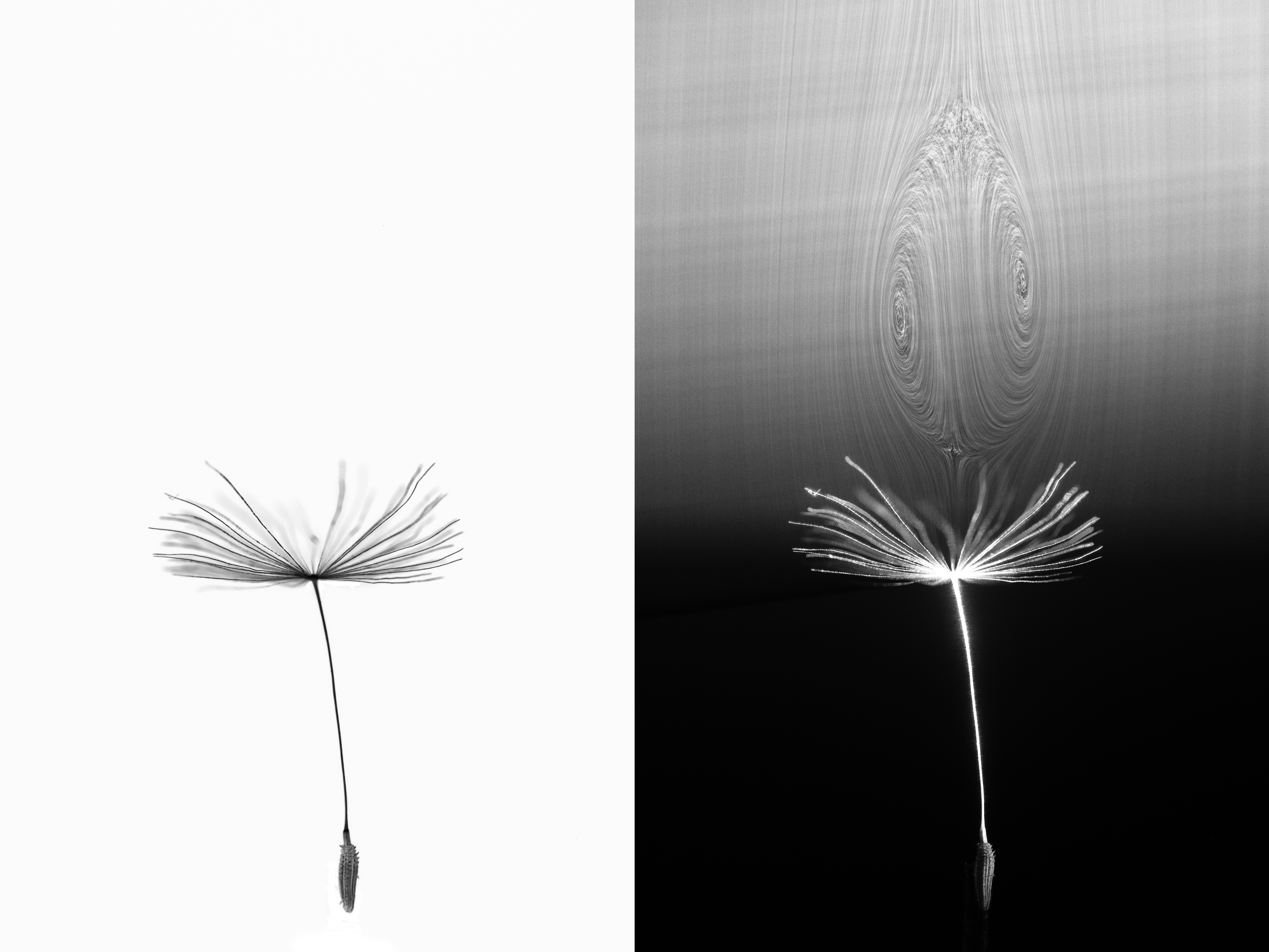 Flight of the dandelion