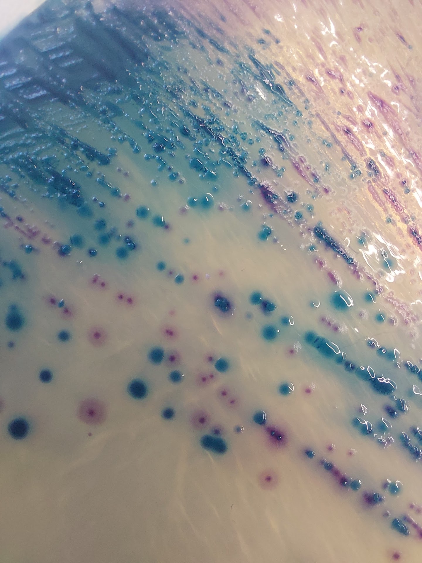 Evolution of plasmid-mediated antimicrobial resistance