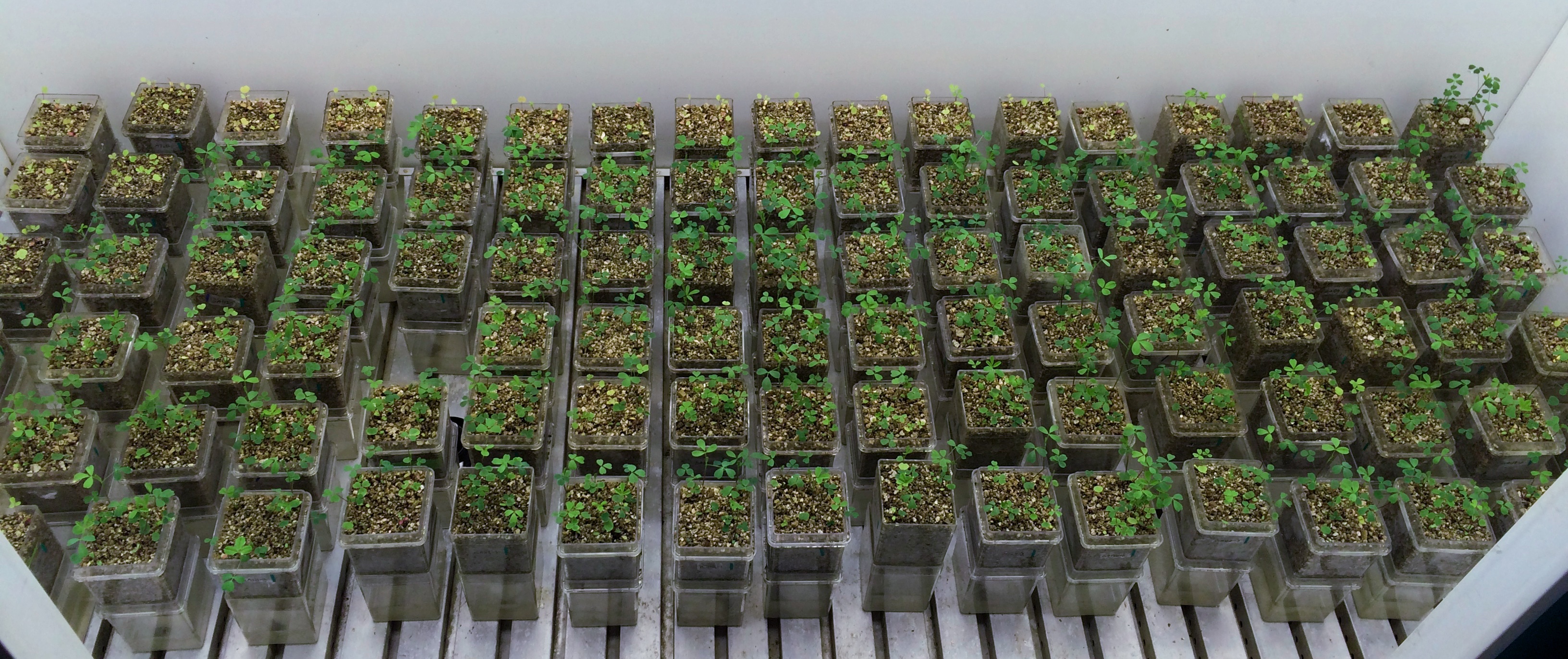 A virtual nodule for simulating symbiotic nitrogen fixation