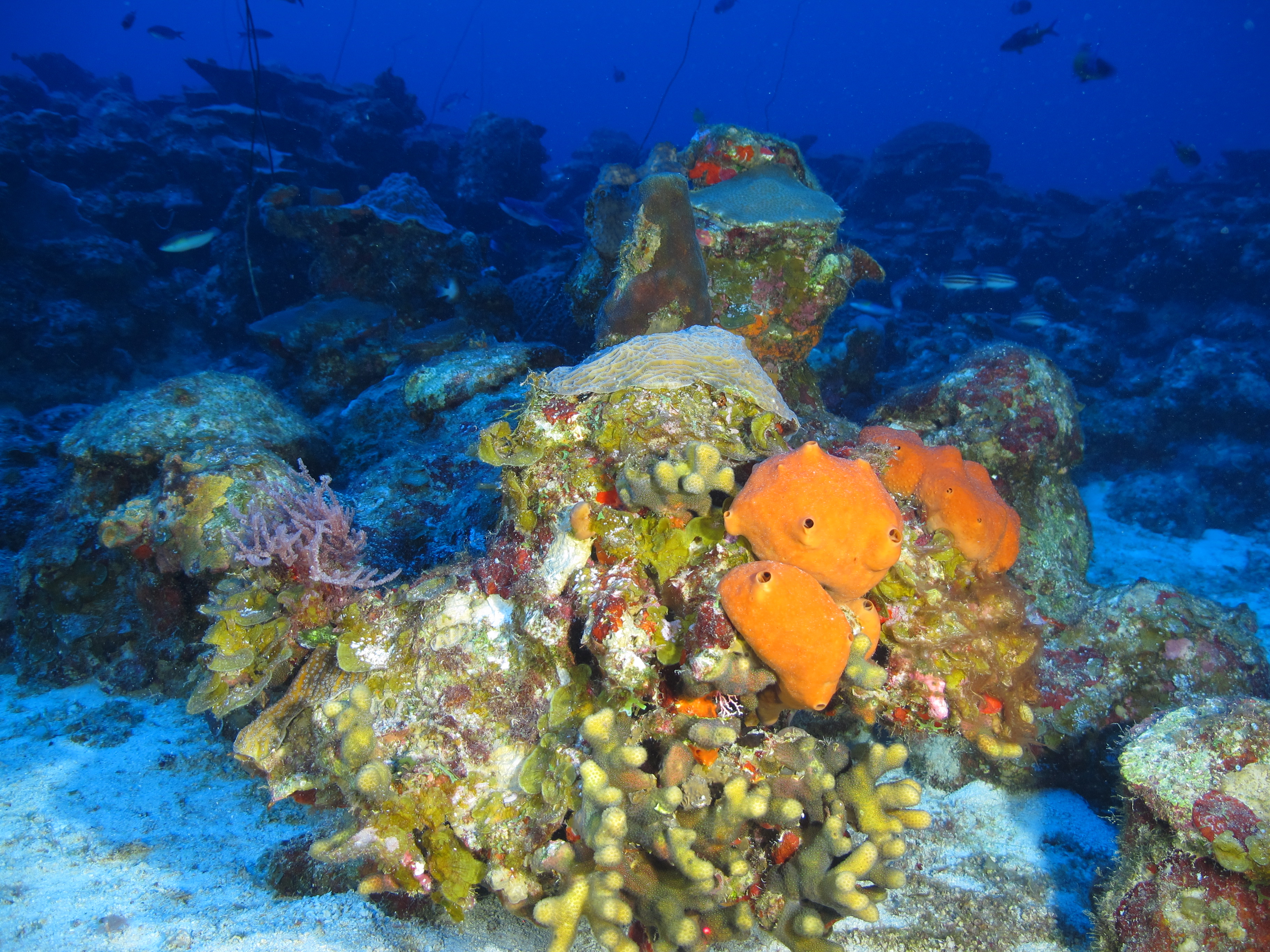 What does control the biodiversity of the Coral Triangle?