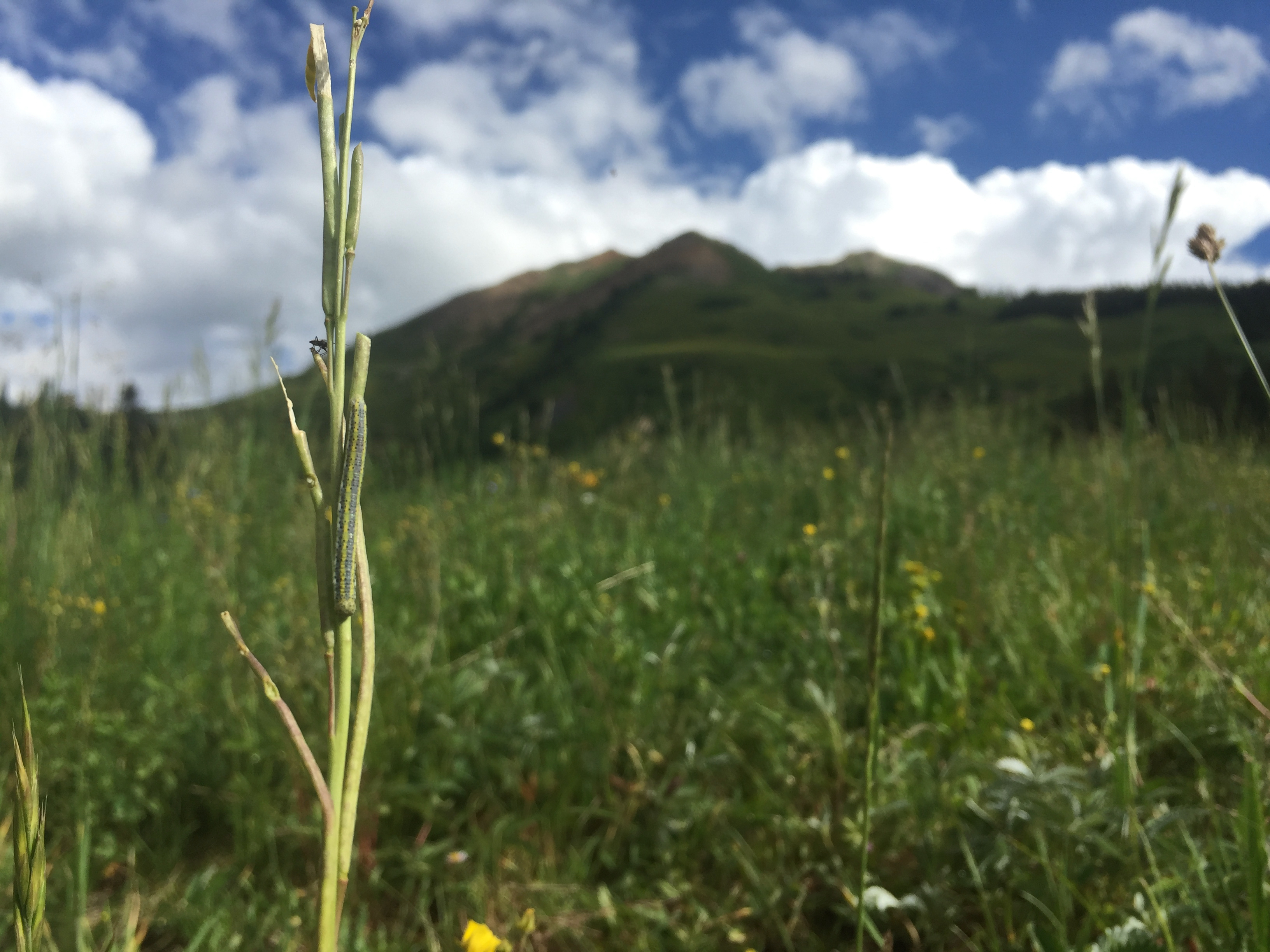 How ecological complexity promotes natural genetic variation