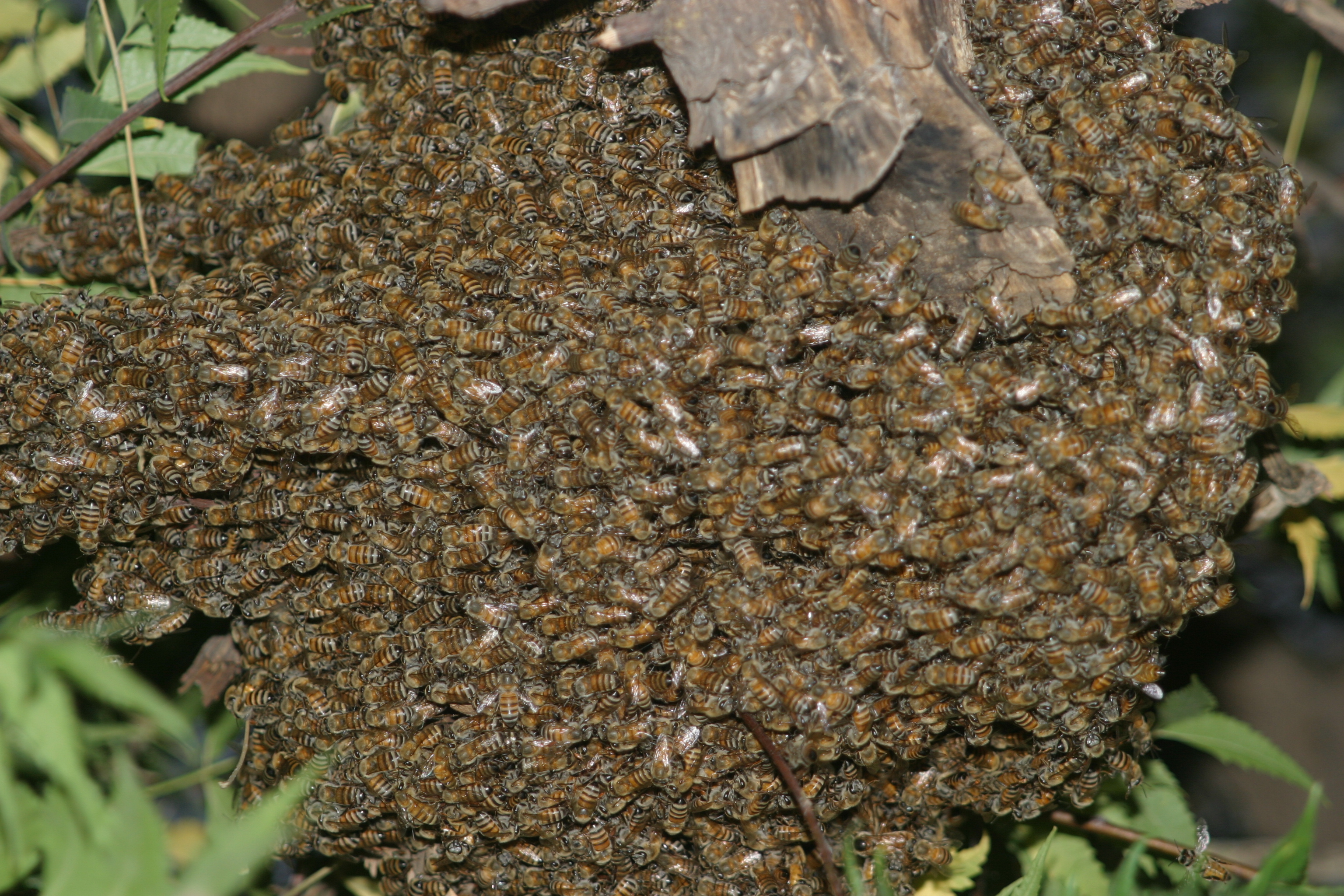 Honey-collecting in prehistoric West Africa from 3500 years ago 