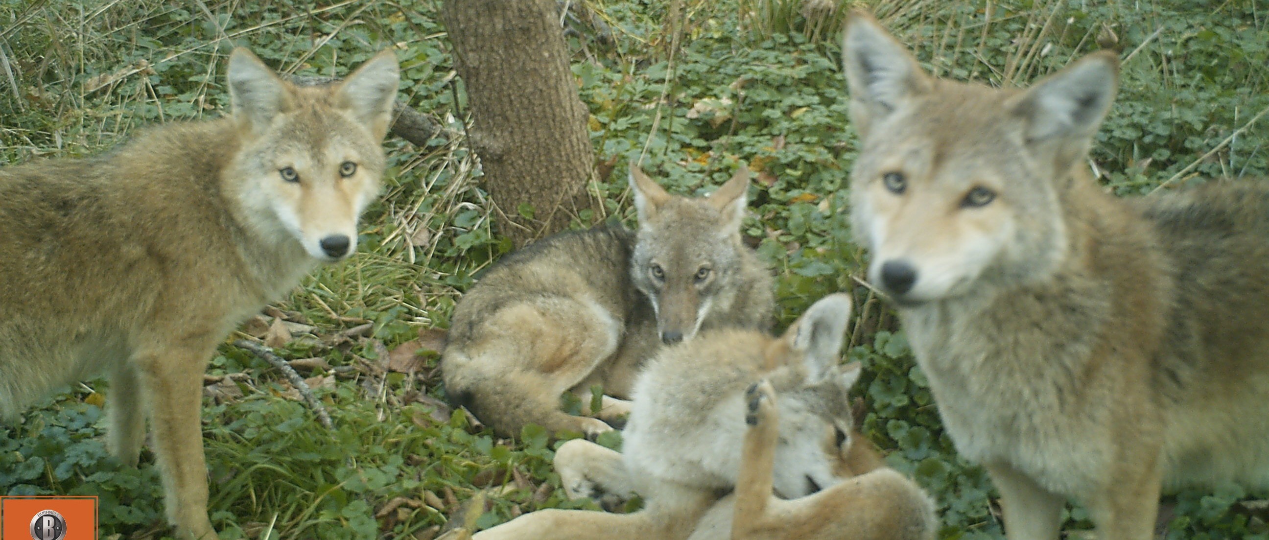 How does urbanization and climate change affect the distribution of wildlife disease? A multi-city approach to understanding sarcoptic mange in urban coyotes