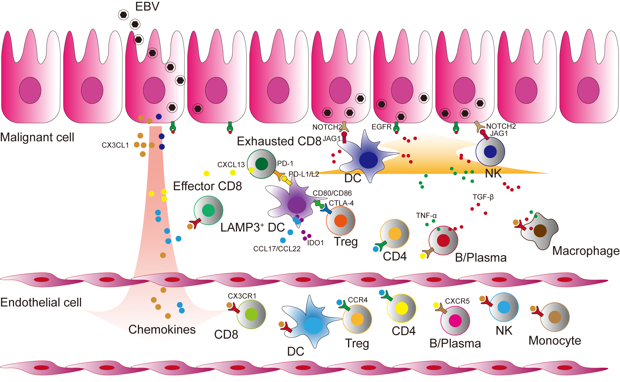 The single-cell transcriptomic landscape of peripheral blood and tumour derived from patients with nasopharyngeal carcinoma