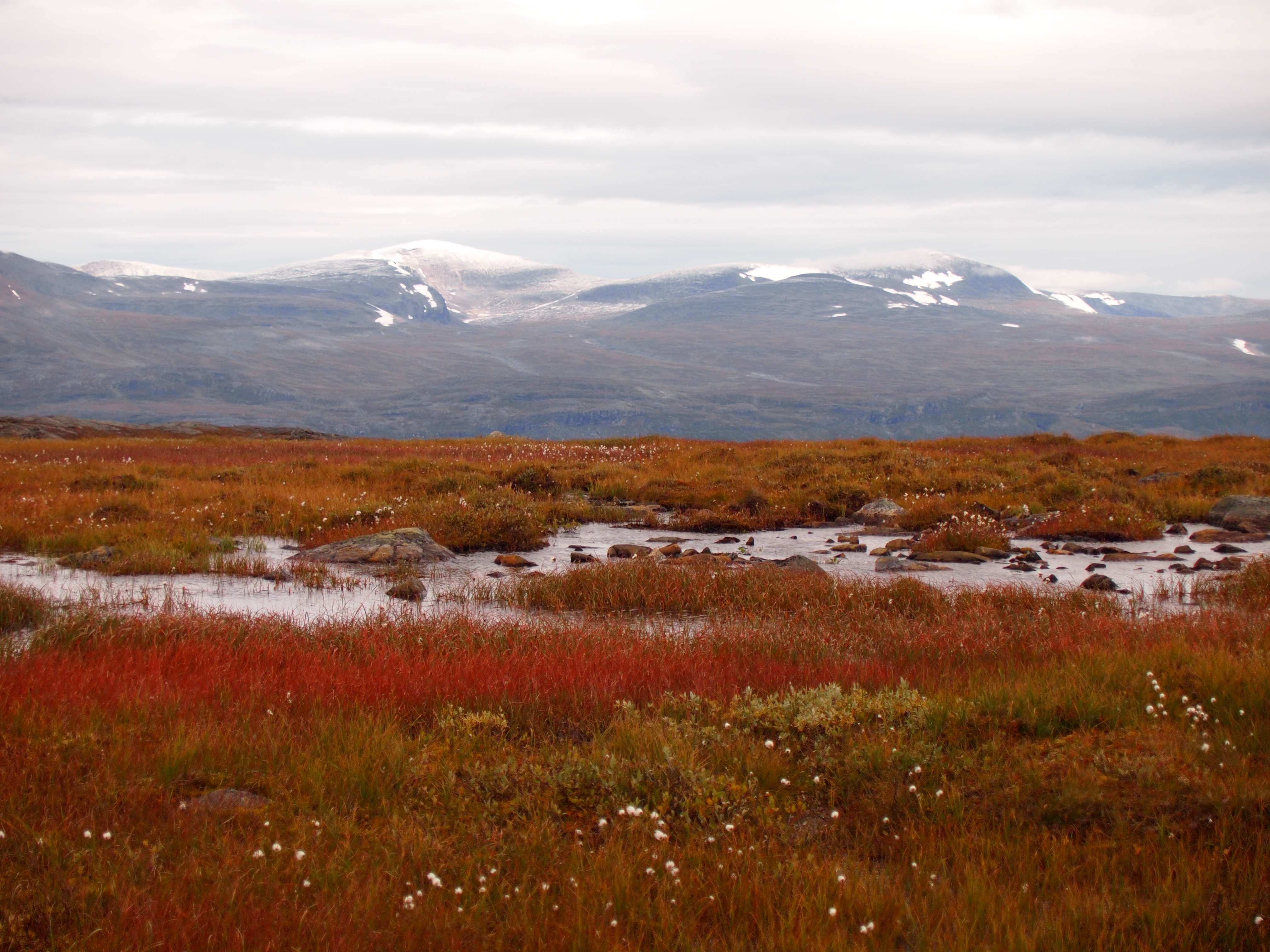 Known knowns, known unknowns and unknown unknowns in Arctic science