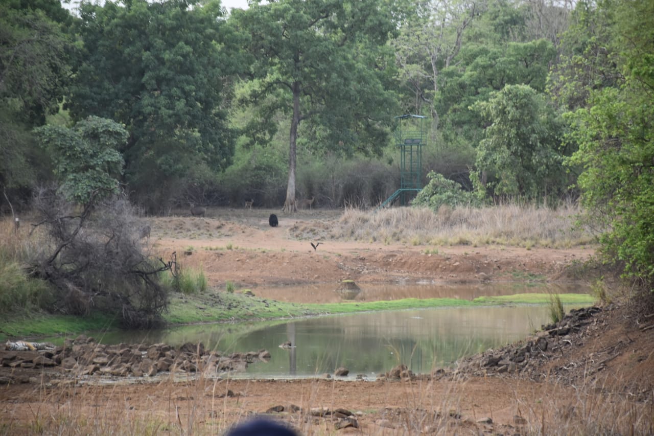 Climate Shapes India's Savanna-Forest Stability, but Human Actions Can Make the Difference