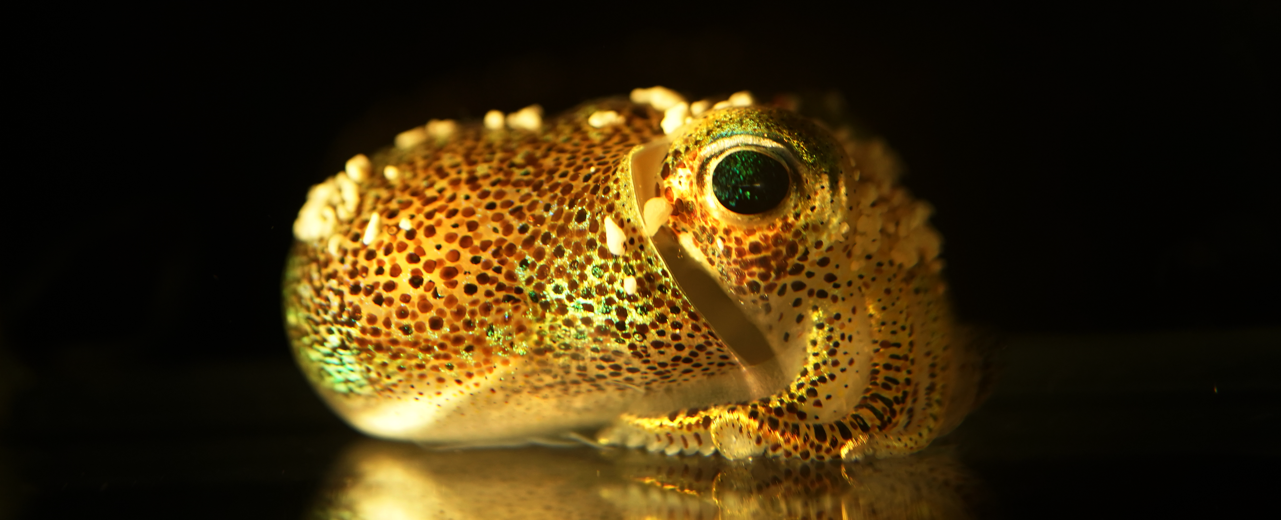 Clarifying the evolution of bobtail and bottletail squid