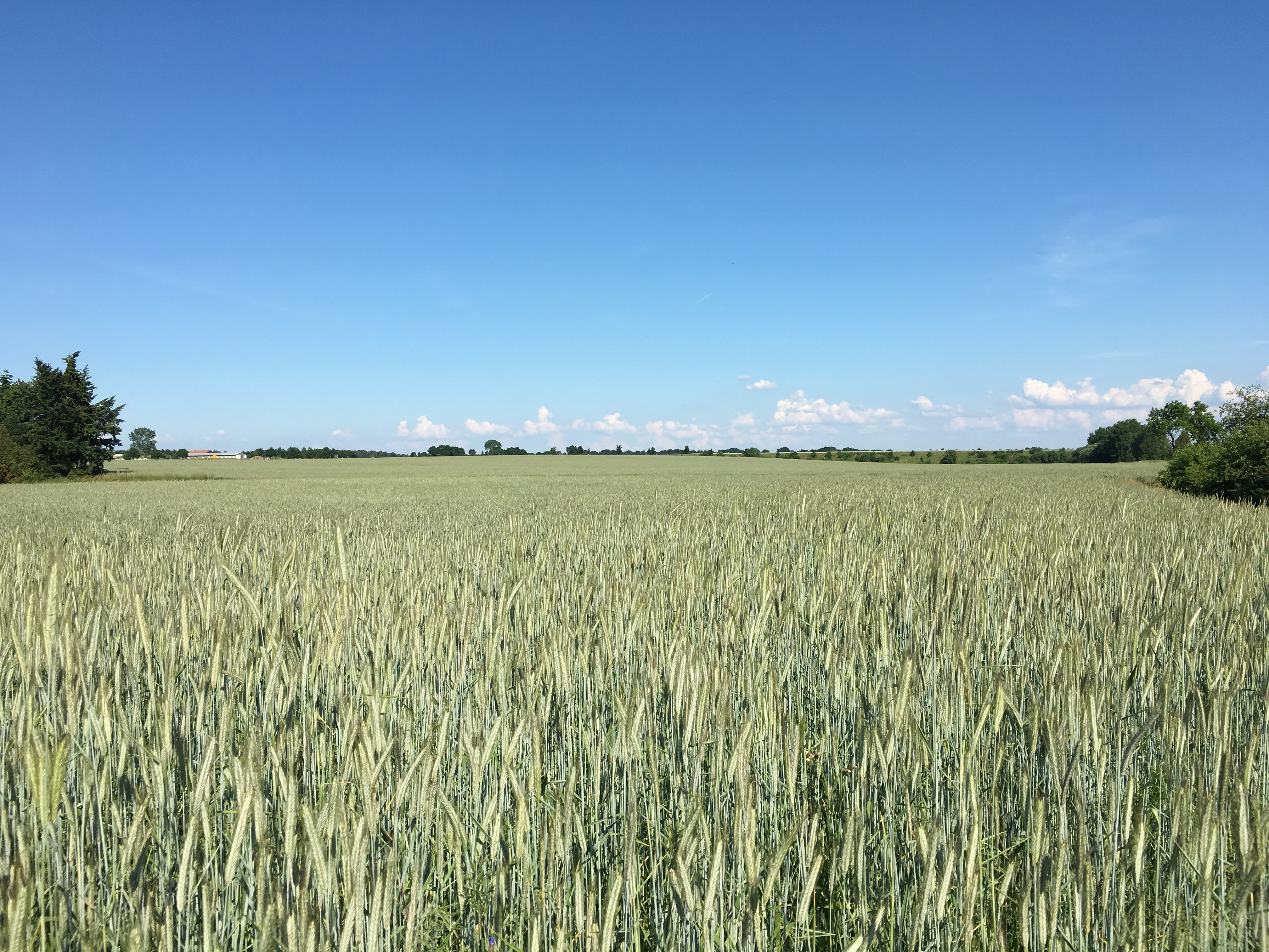 Economic effects of a glyphosate ban on European agriculture 