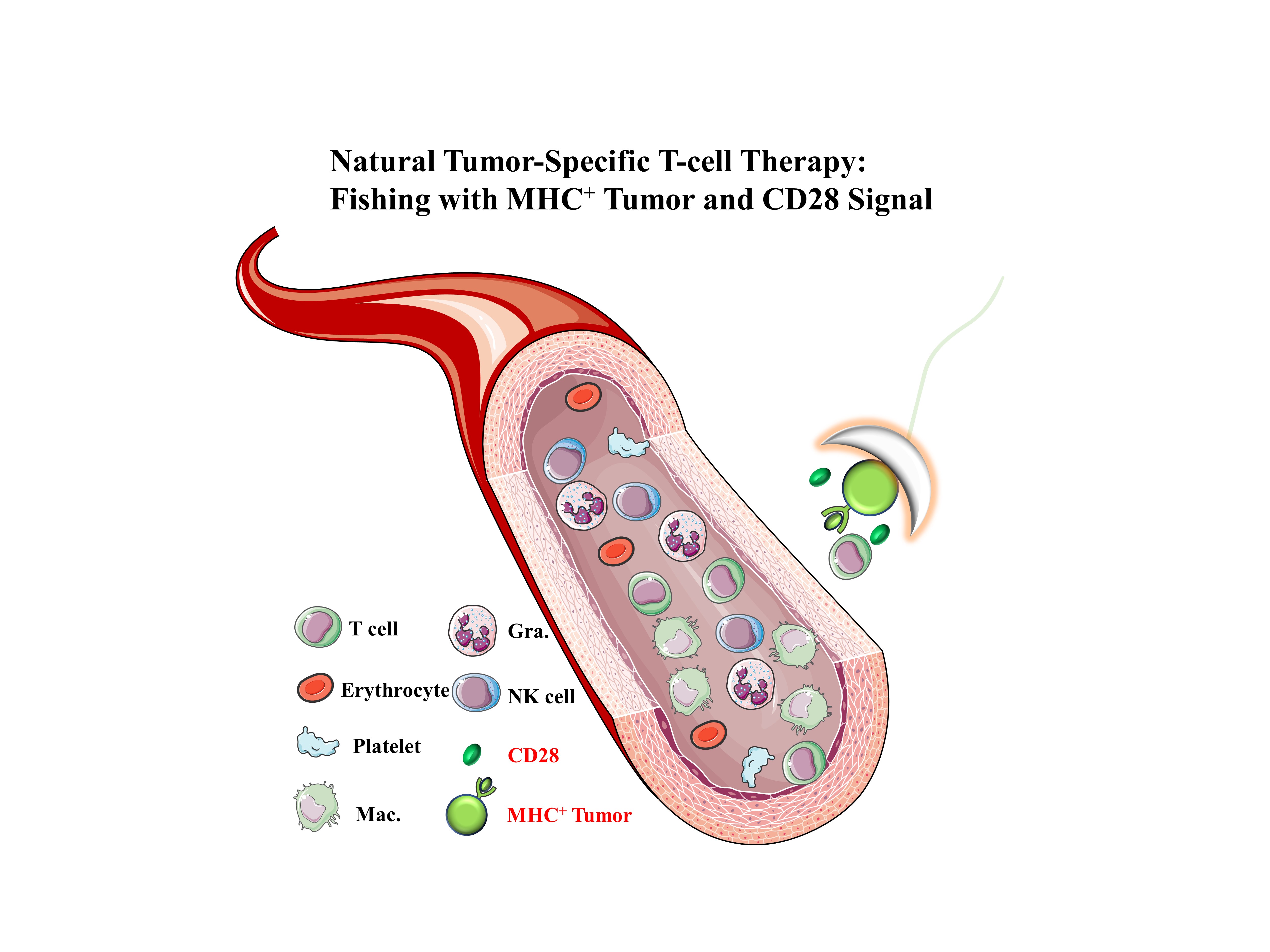 The story of Nat-T cell therapy