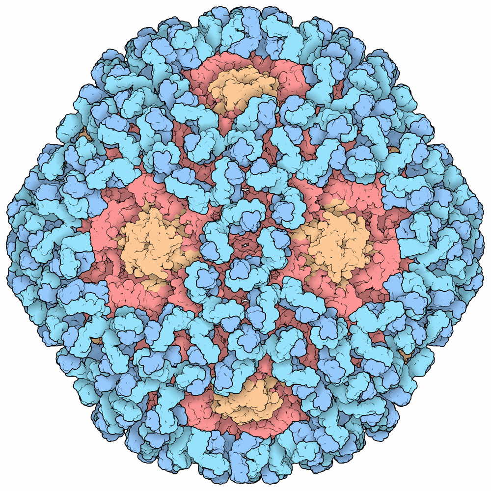 RCSB Protein Data Bank Tools for 3D Structure-guided Cancer Research: Human Papillomavirus (HPV) Case Study