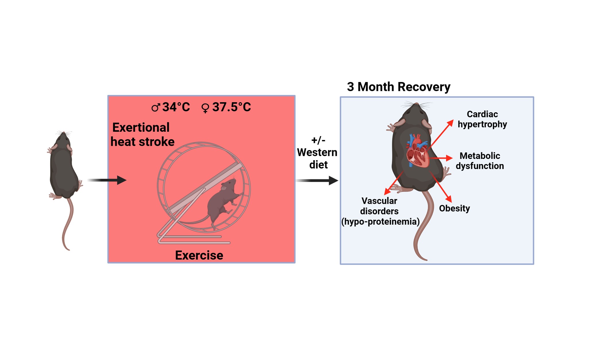 Hidden dangers of exertional heat exposure