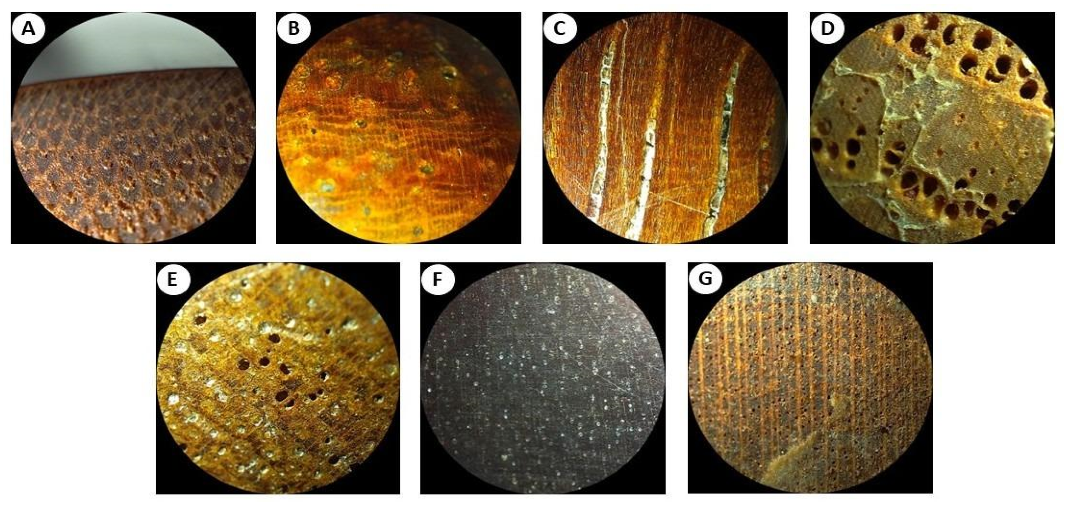 Behind the Paper: When ancient Japanese musical instruments became a wood identification test
