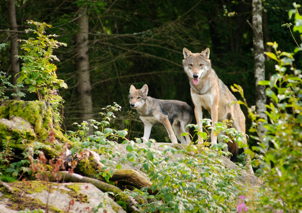 Call for Papers: Ecosystem restoration, regeneration and rewilding