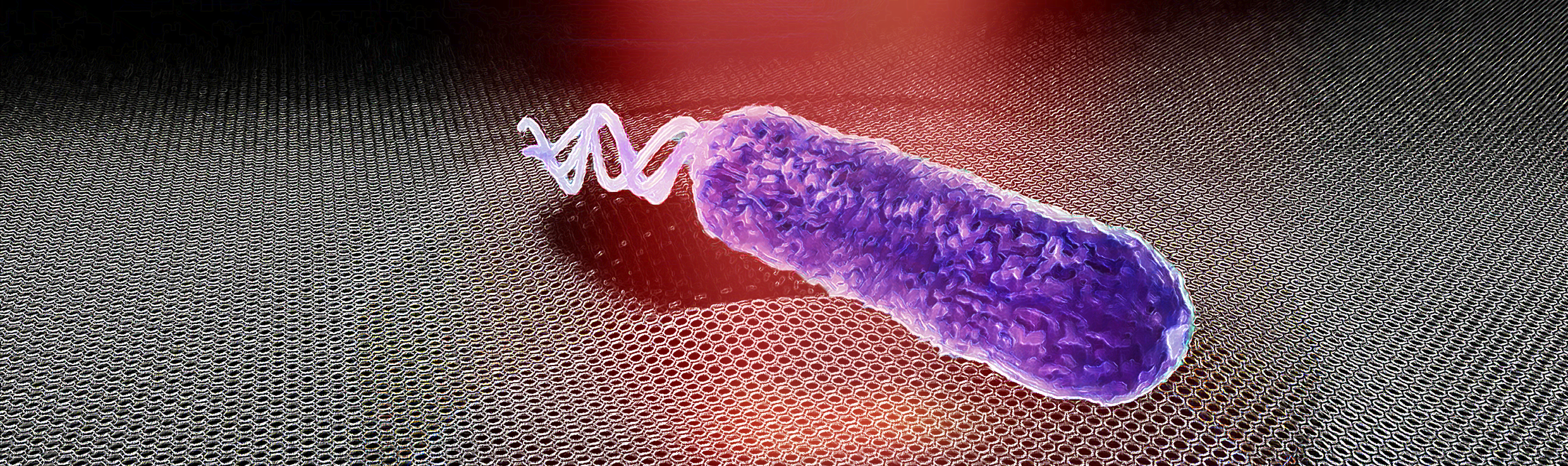 Listening to the sound of a single bacterium with graphene