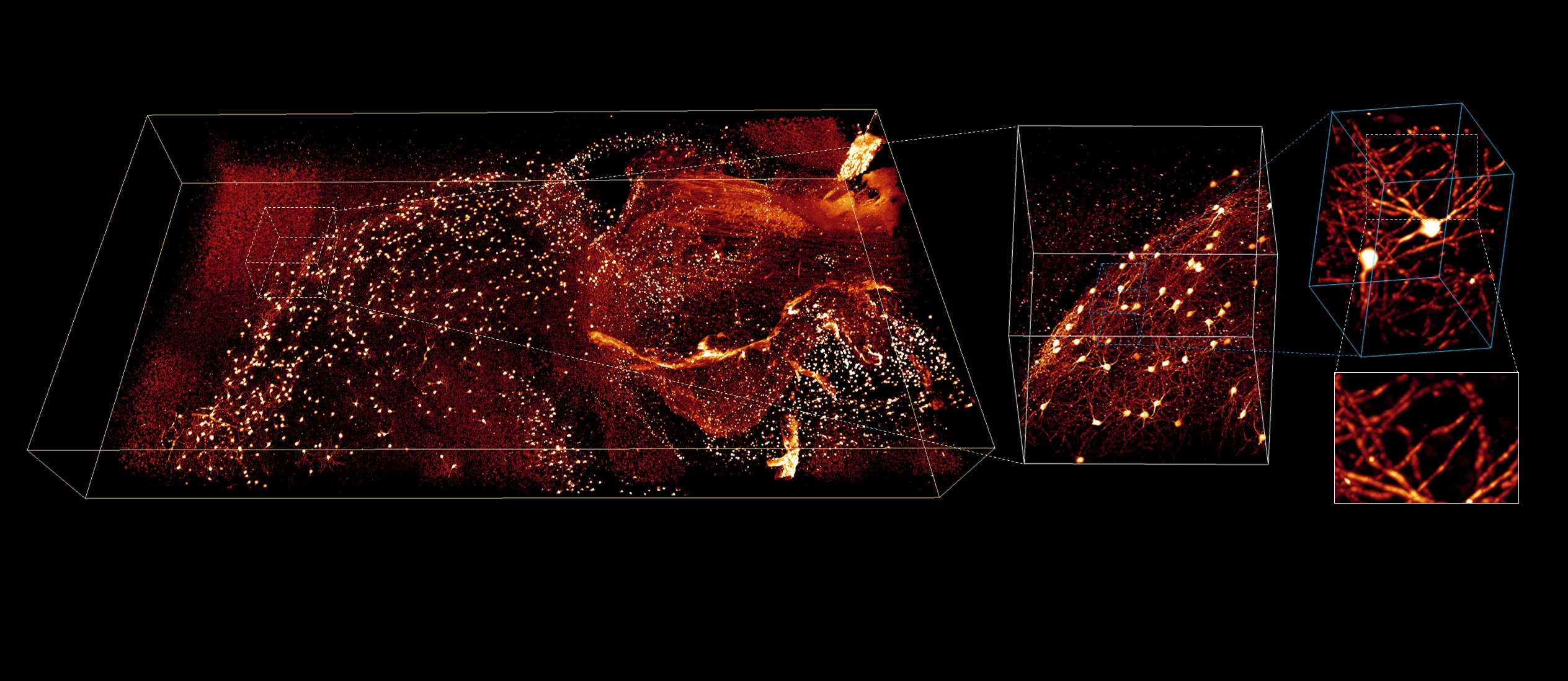 Rapid image deconvolution and multiview fusion for optical microscopy