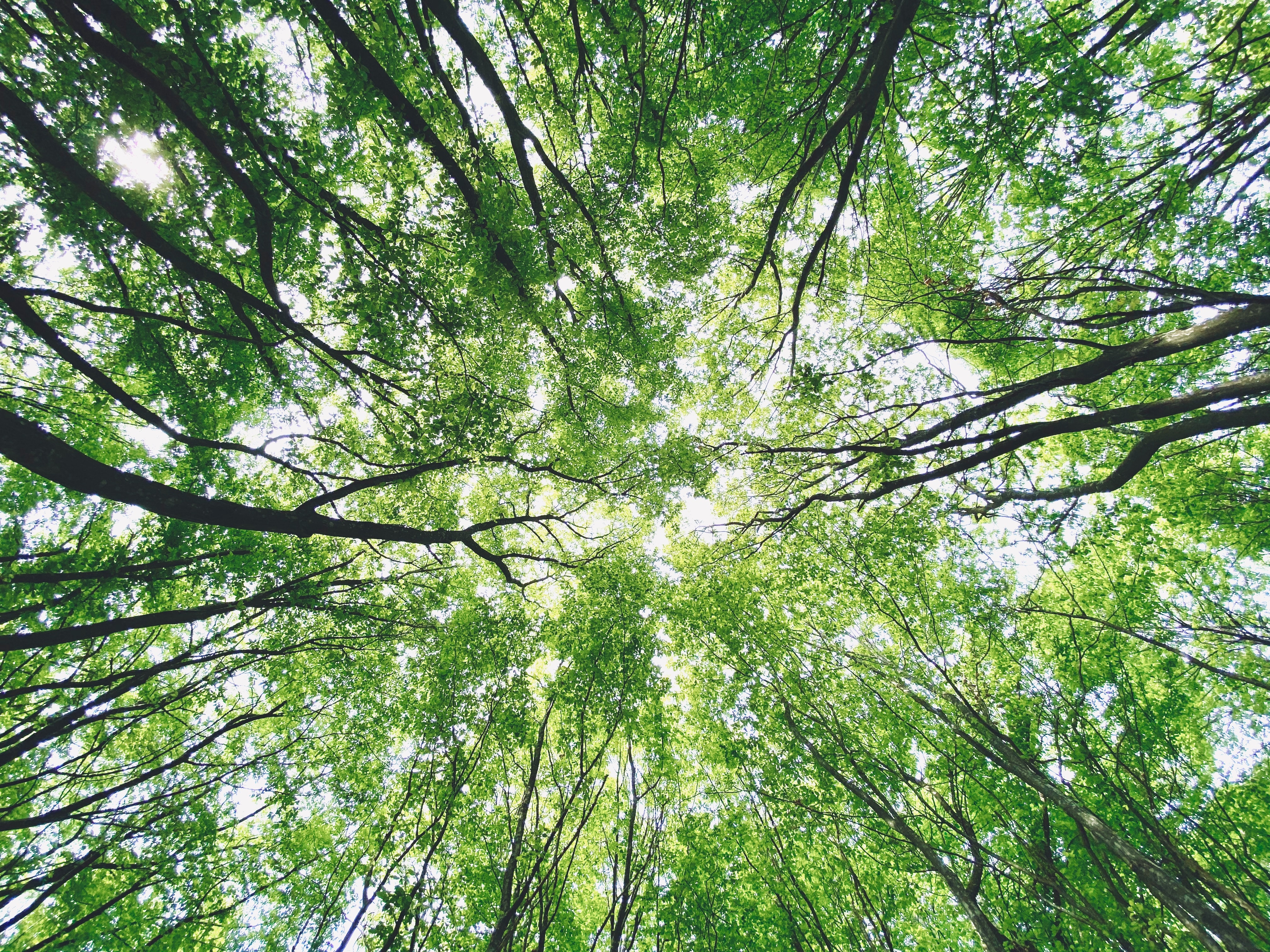 Tree Planting