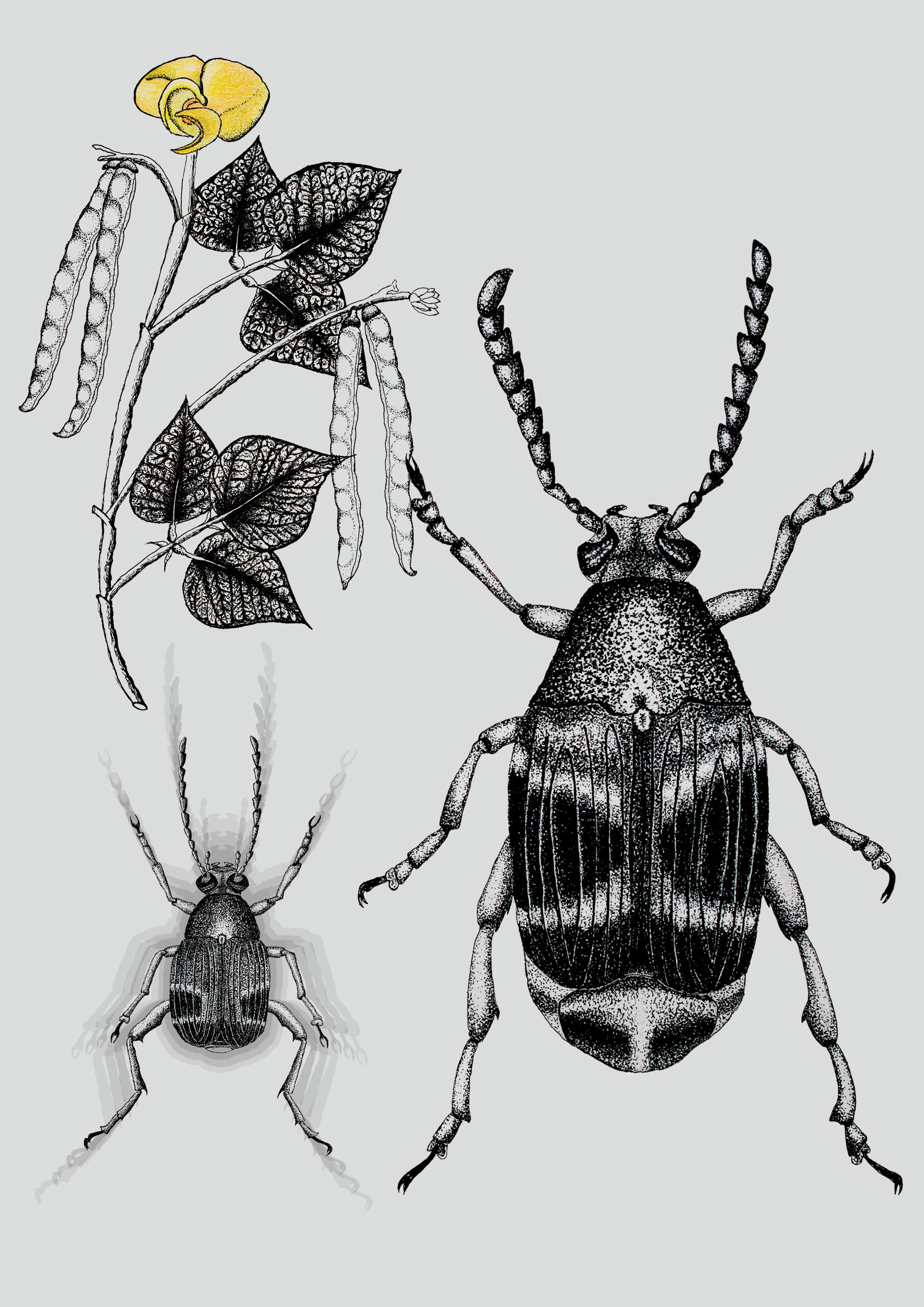 Y chromosome resolves sexual conflict and changes sexual size dimorphism.