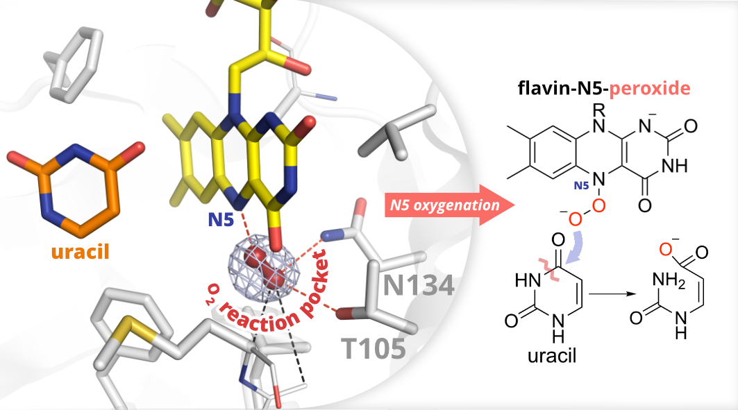 Aminoperoxides as oxygen-transferring agents in enzymes