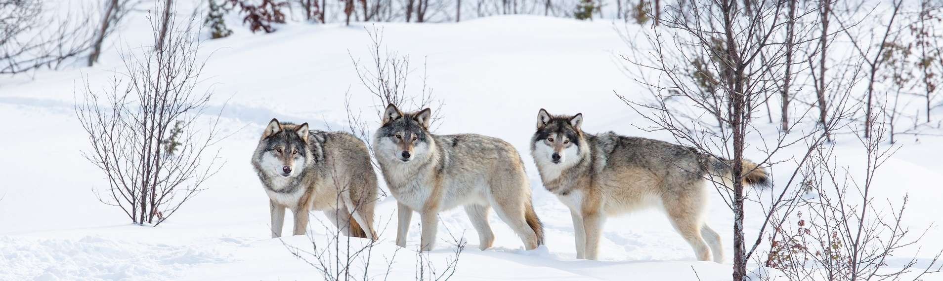 How did wolves save Yellowstone?