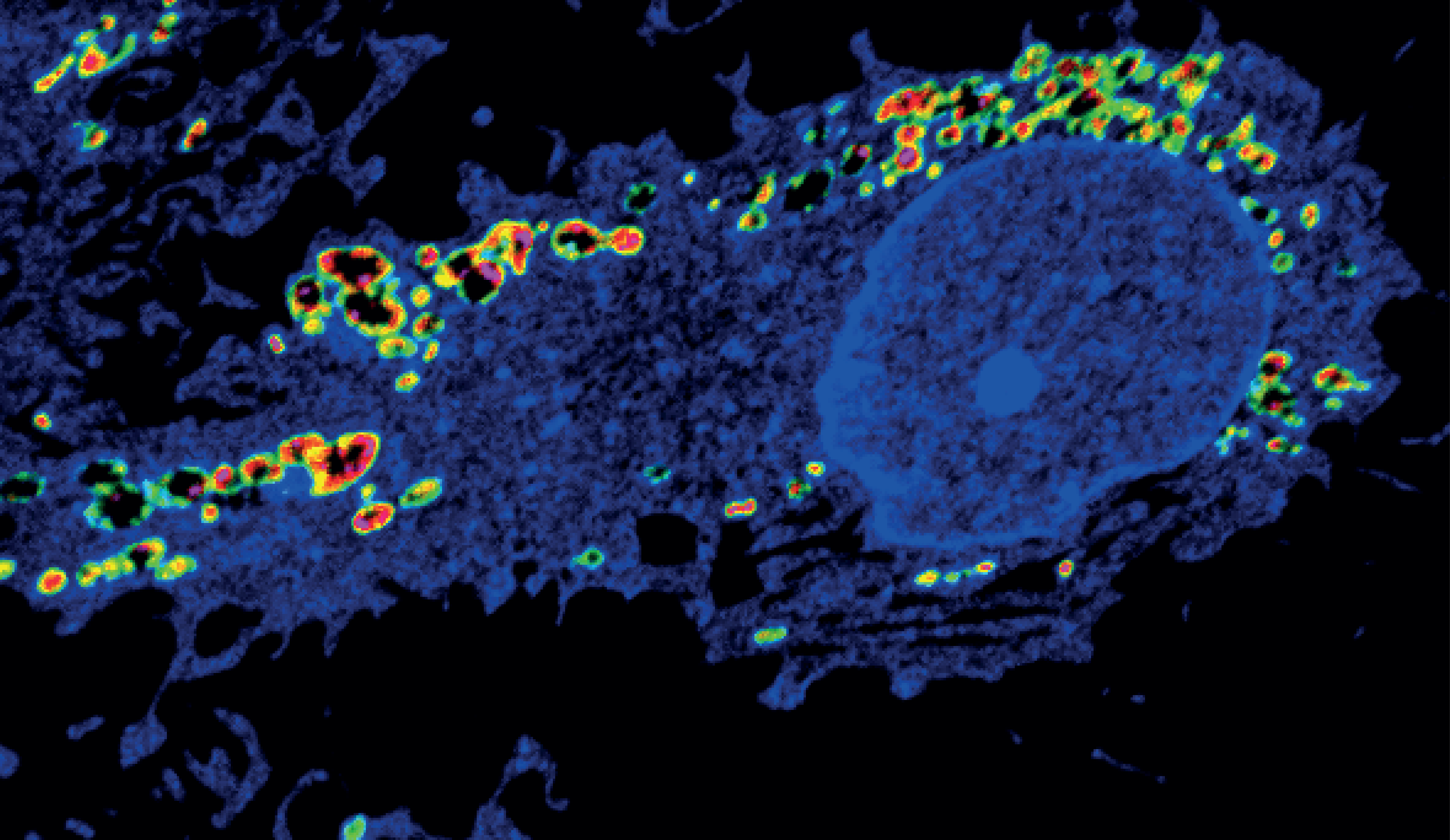 CD44 is a regulator of cell plasticity