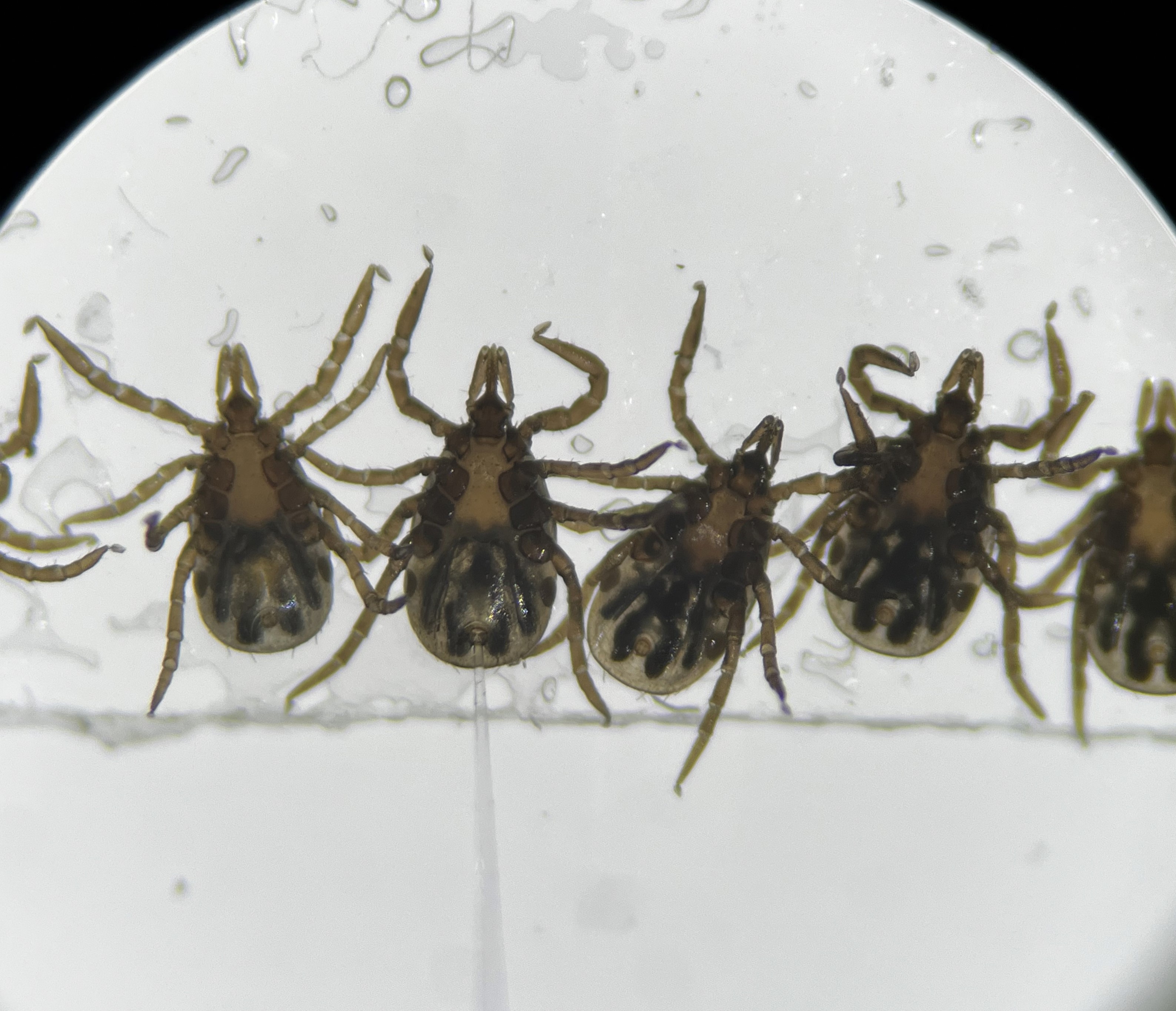 Microbes Manipulate Tick Metabolism Impacting Vector Fitness and Infection