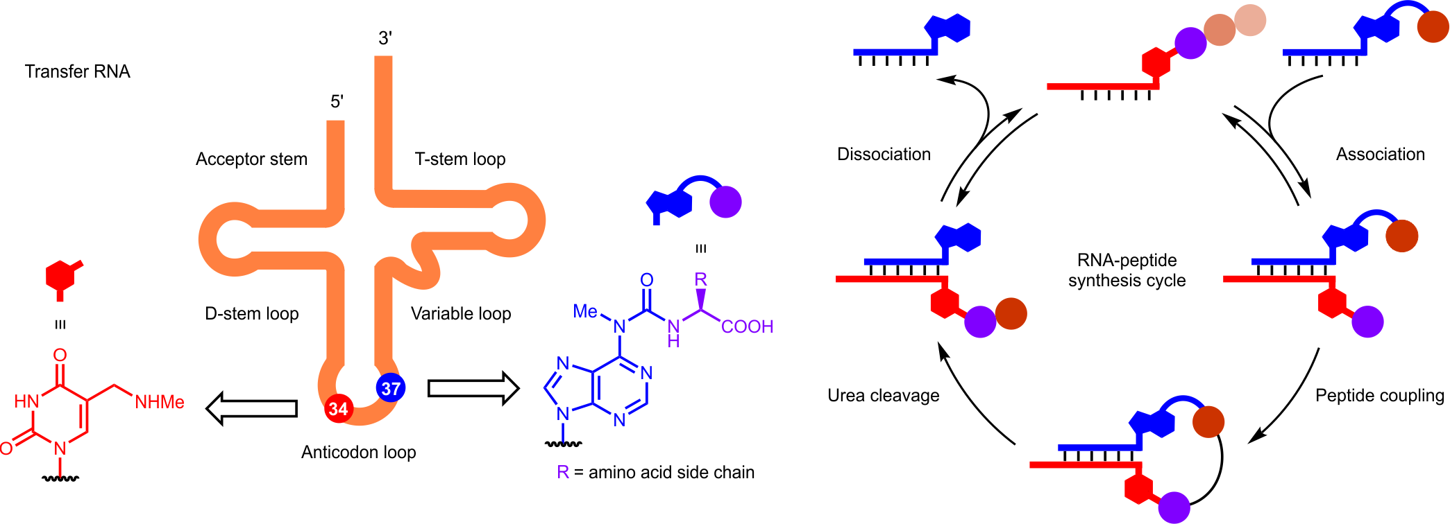 The RNA-peptide world