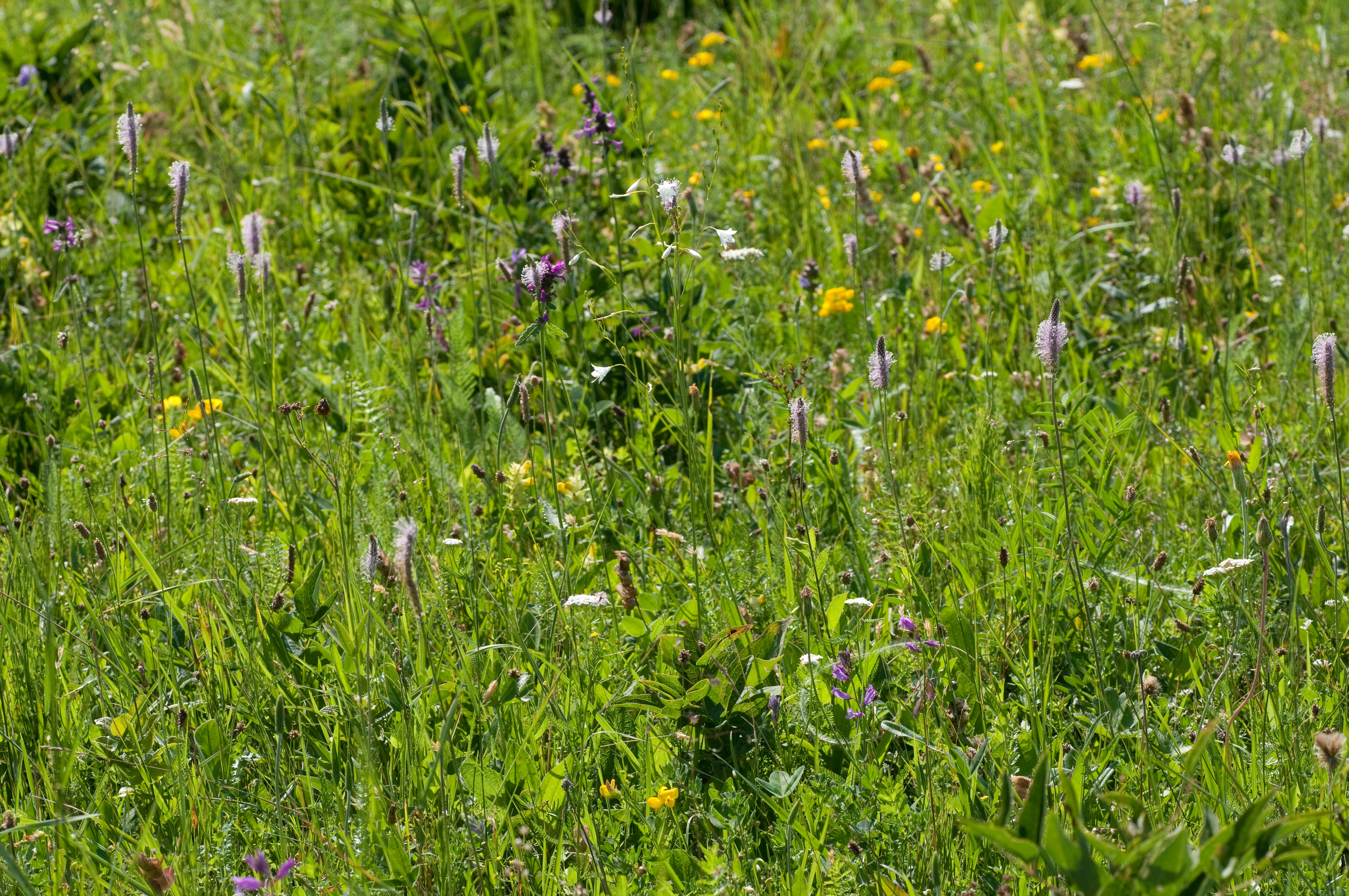 Species richness of plant communities: the rich gets richer and the poor gets poorer?
