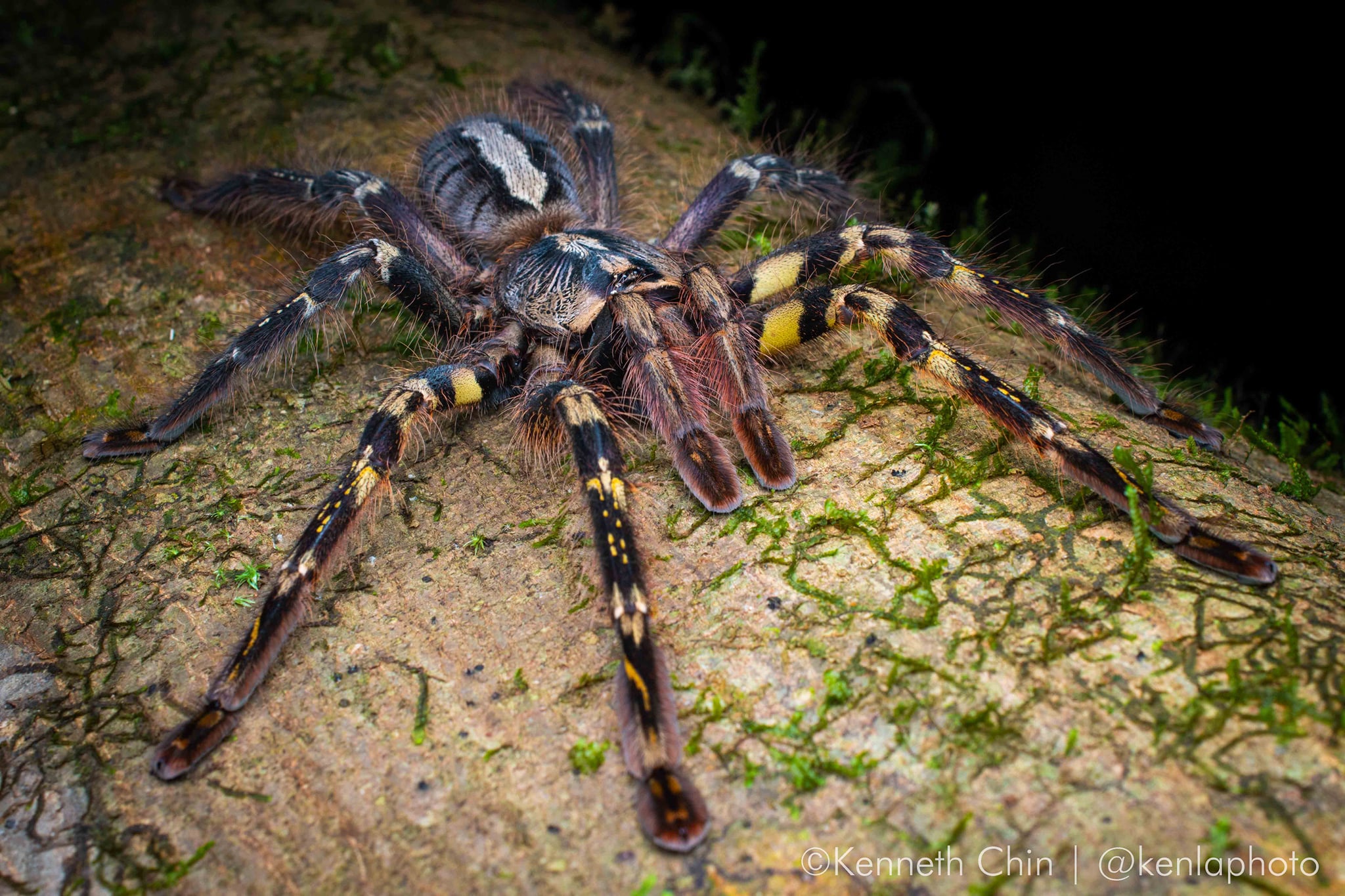 Scraping the web; first steps towards a comprehensive understanding of global arachnid trade