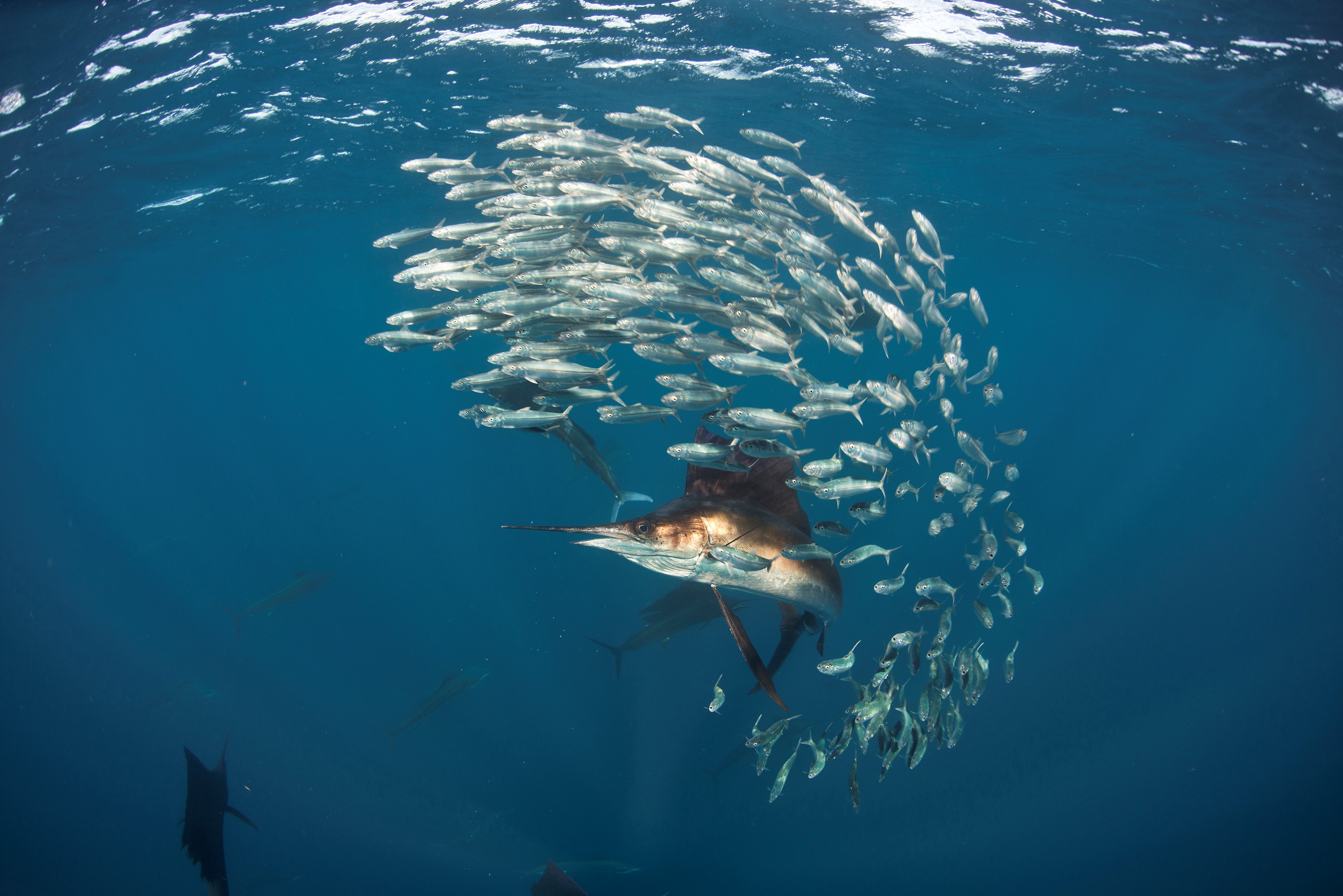 Global patterns in marine predatory fish