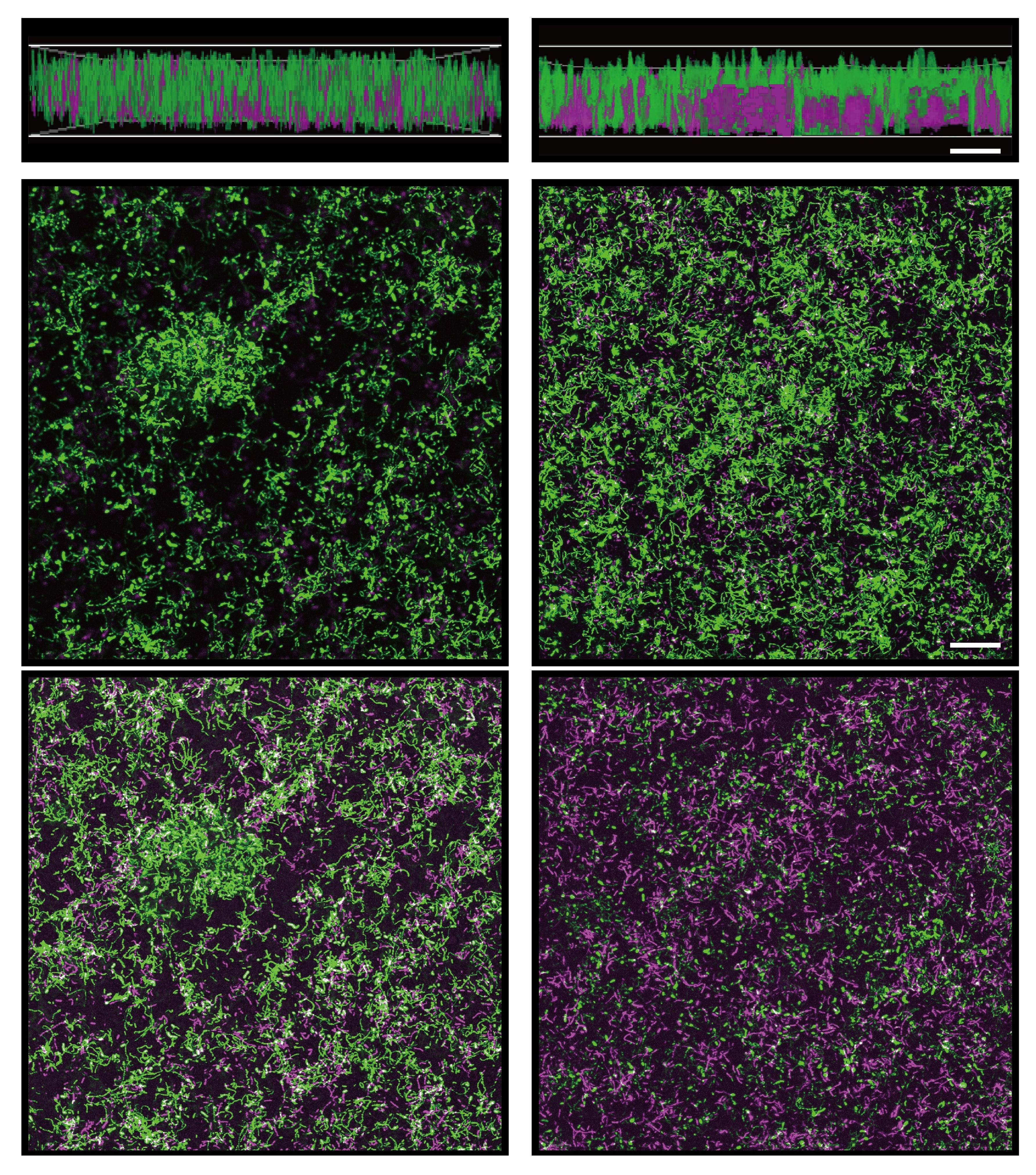 The hidden lifestyle: Bacterial diversification in the biofilms