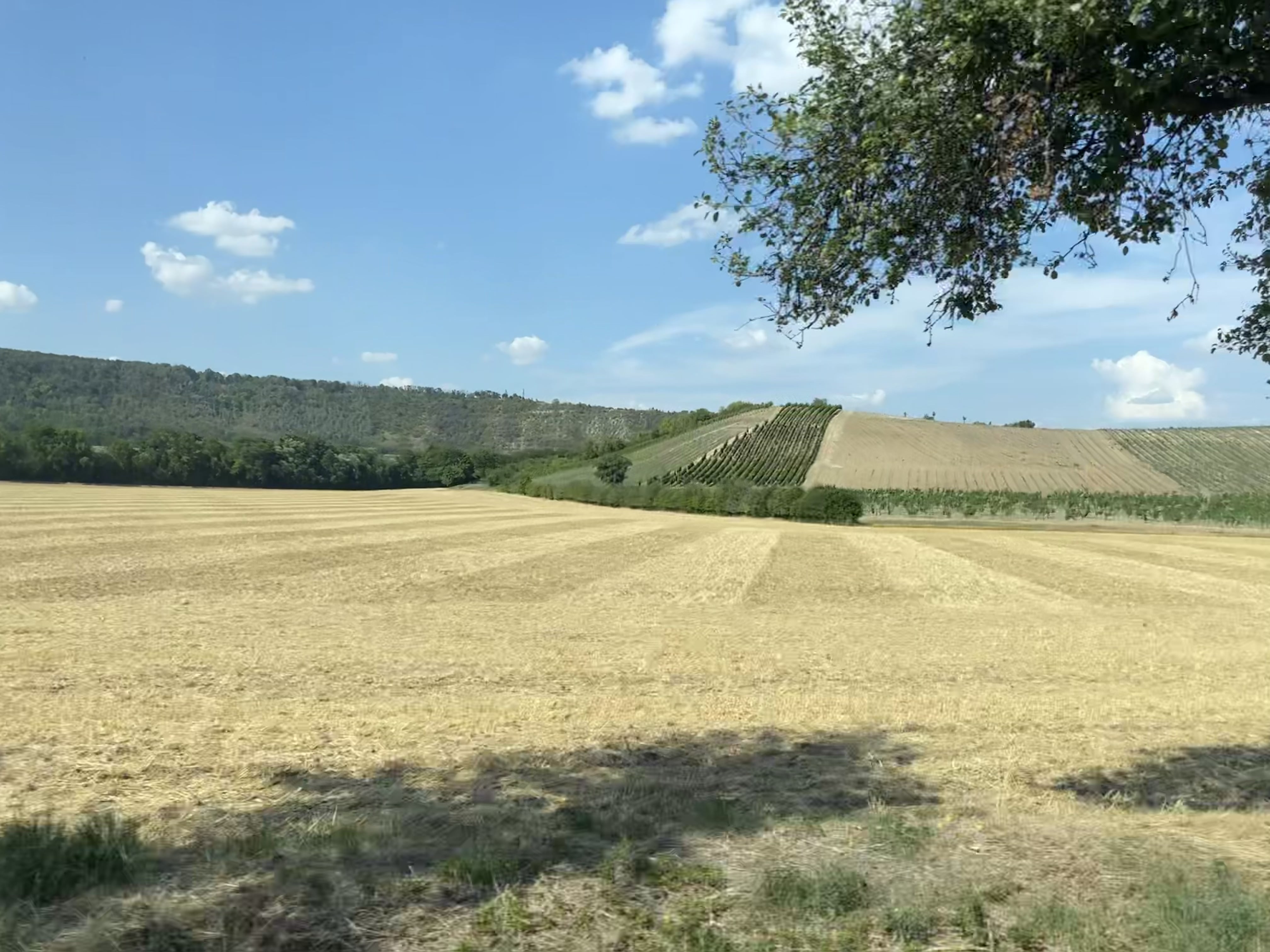 How tree-ring isotopes shed light on the controversy surrounding European droughts 