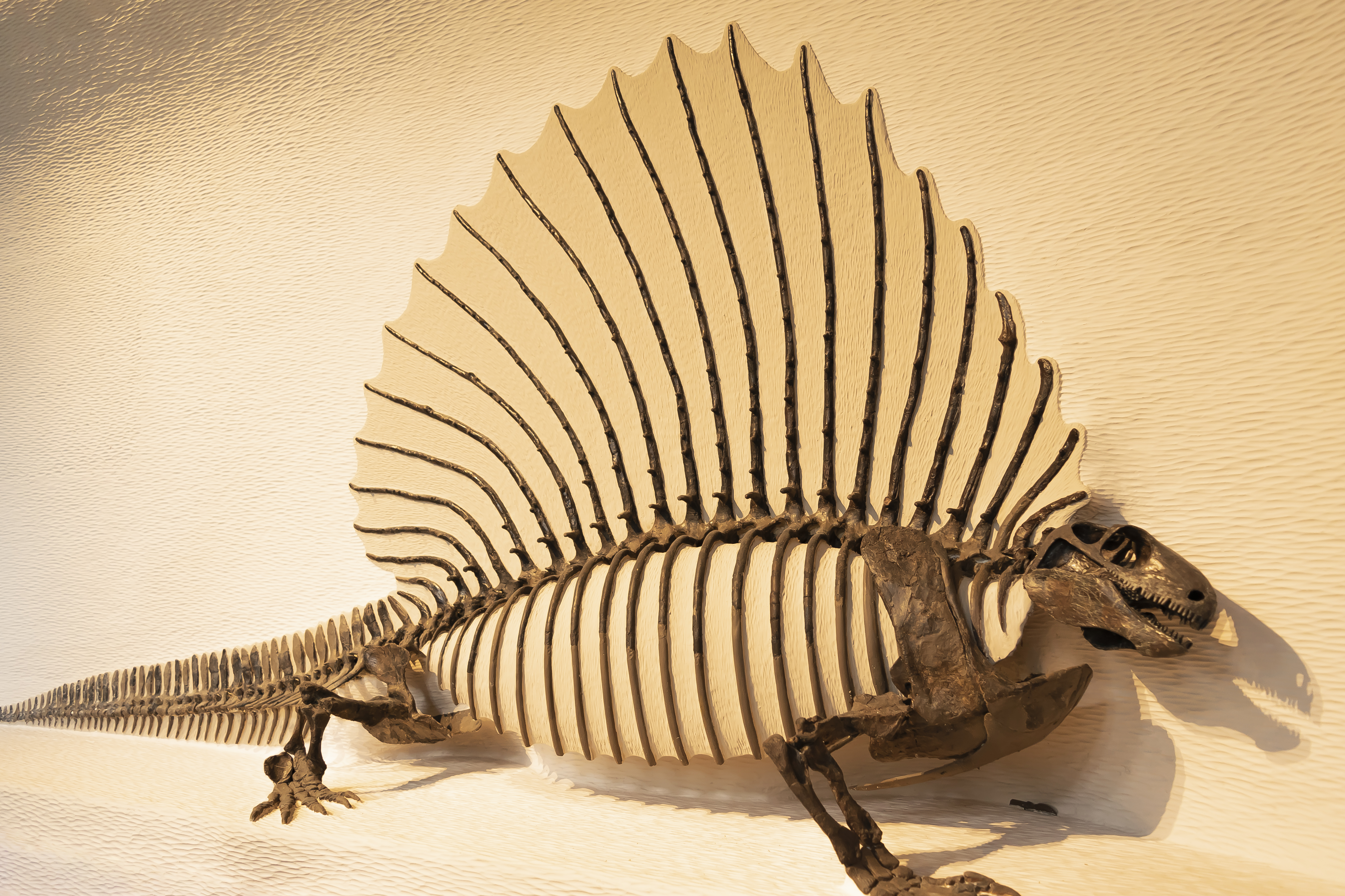 Mammal backbones shine a light on the evolution of complexity