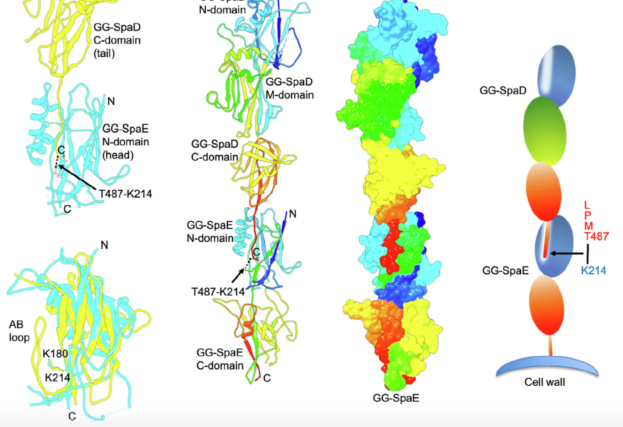 Journal Club: Structural insights into the minimum viable Pilus 