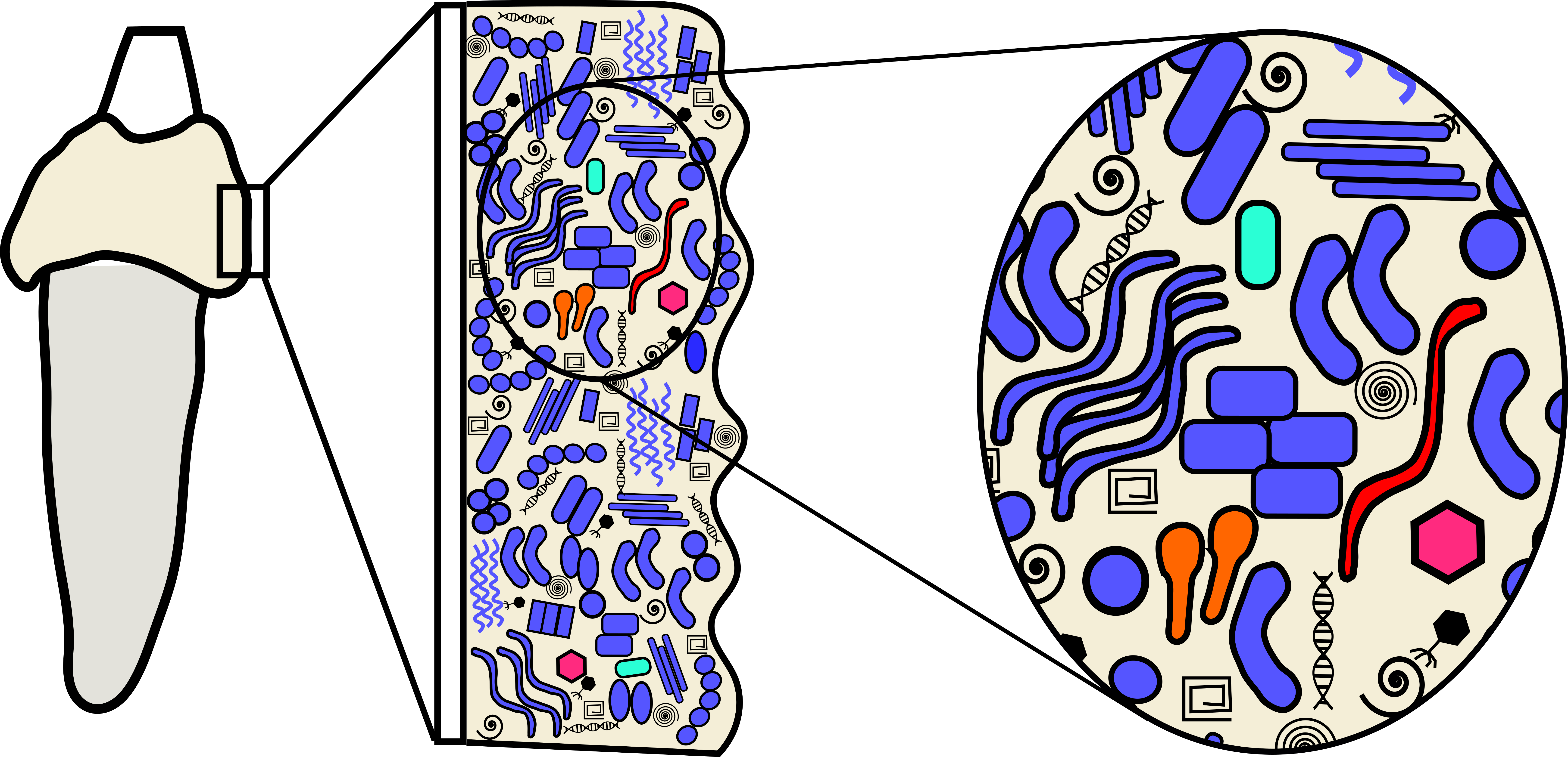 Ancient dental calculus offers new perspectives in evolutionary medicine 