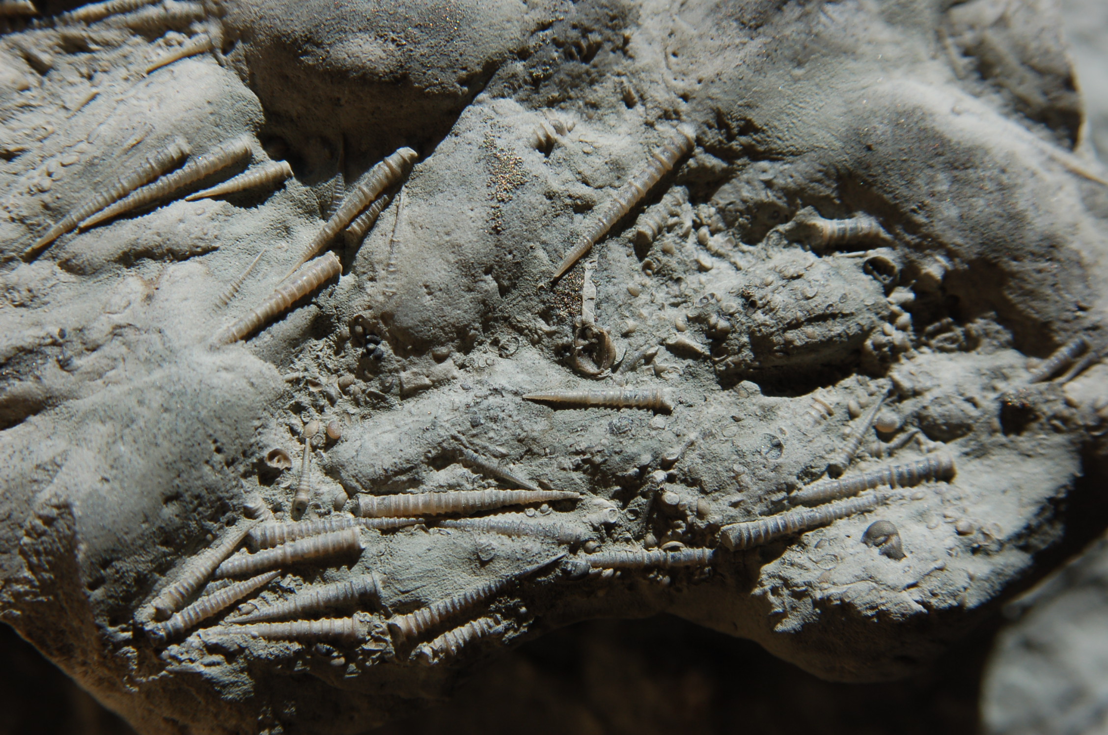 Even the past has a history: How climate change legacies drive extinction risk in the fossil record