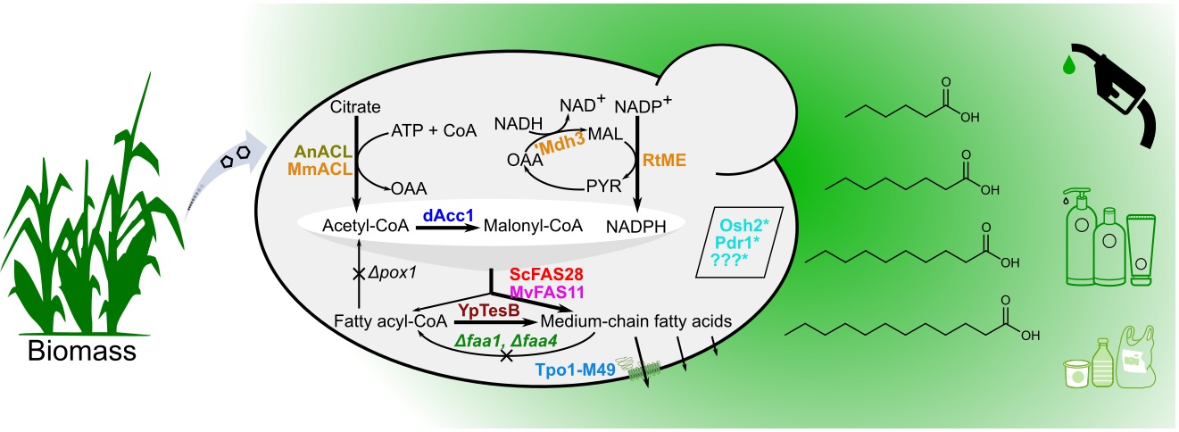 Efficient synthesis of valuable chemicals by engineered Baker’s yeasts.