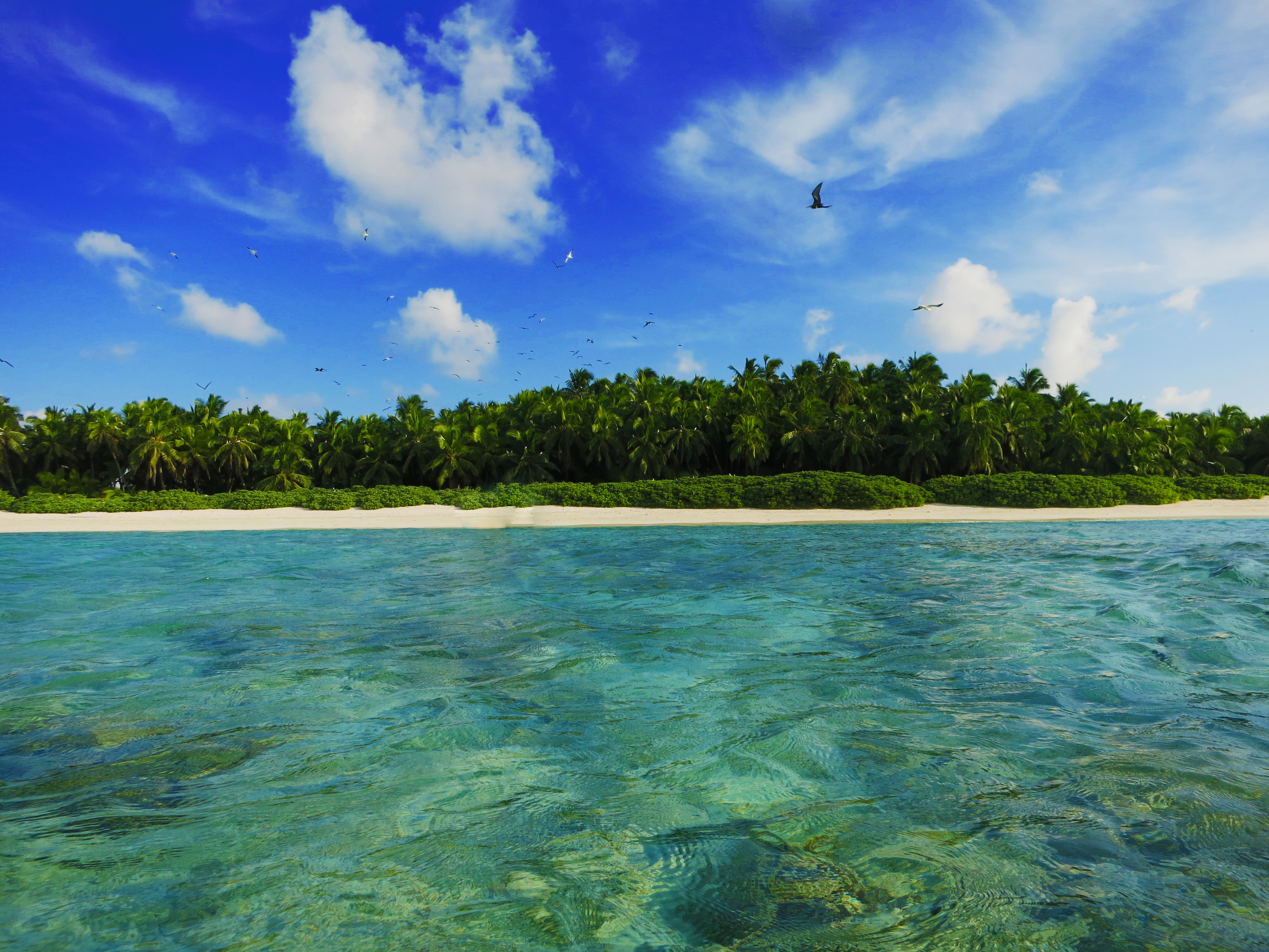 Biodiversity-ecosystem function relationships on remote coral reefs