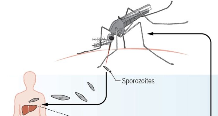 How can we increase efficacy of malaria vaccines? – New insights from analysis of the RTS,S vaccine