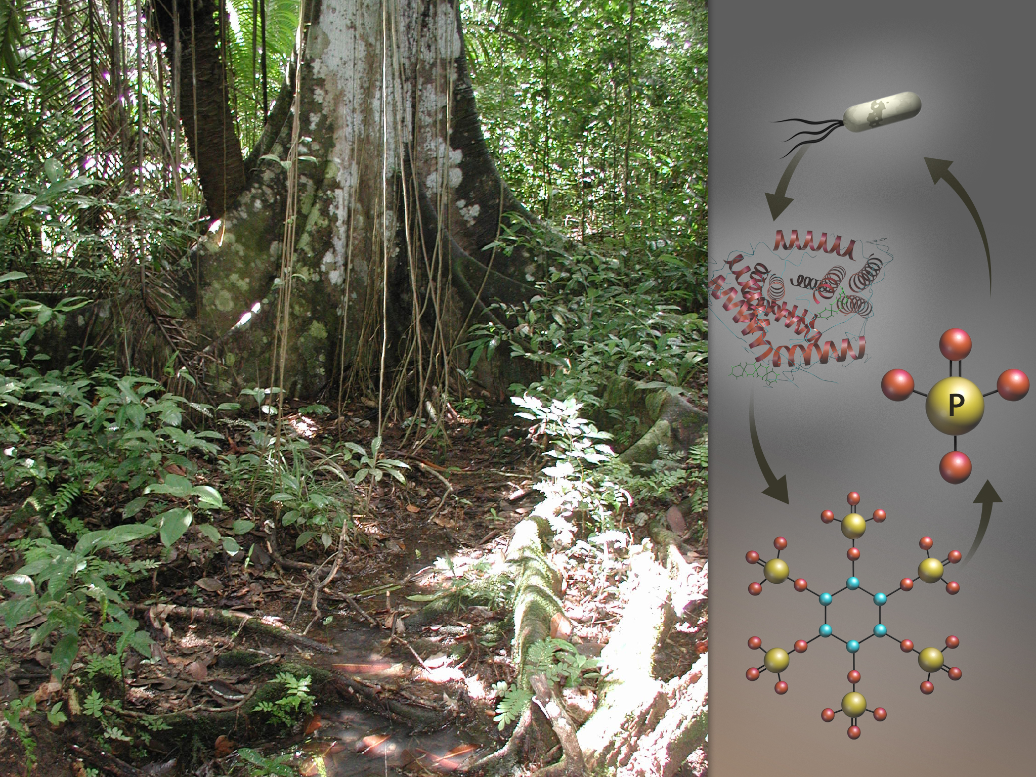 Community Proteogenomics Reveals the Systemic Impact of Phosphorus Availability on Microbial Functions in Tropical Soil