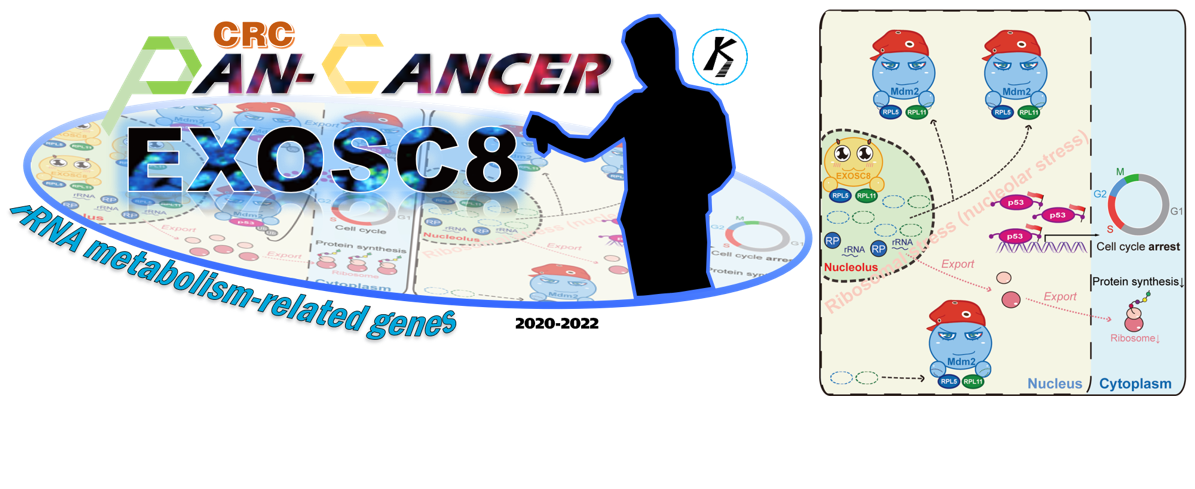 EXOSC8 is an rRNA metabolism-related oncogene in CRC