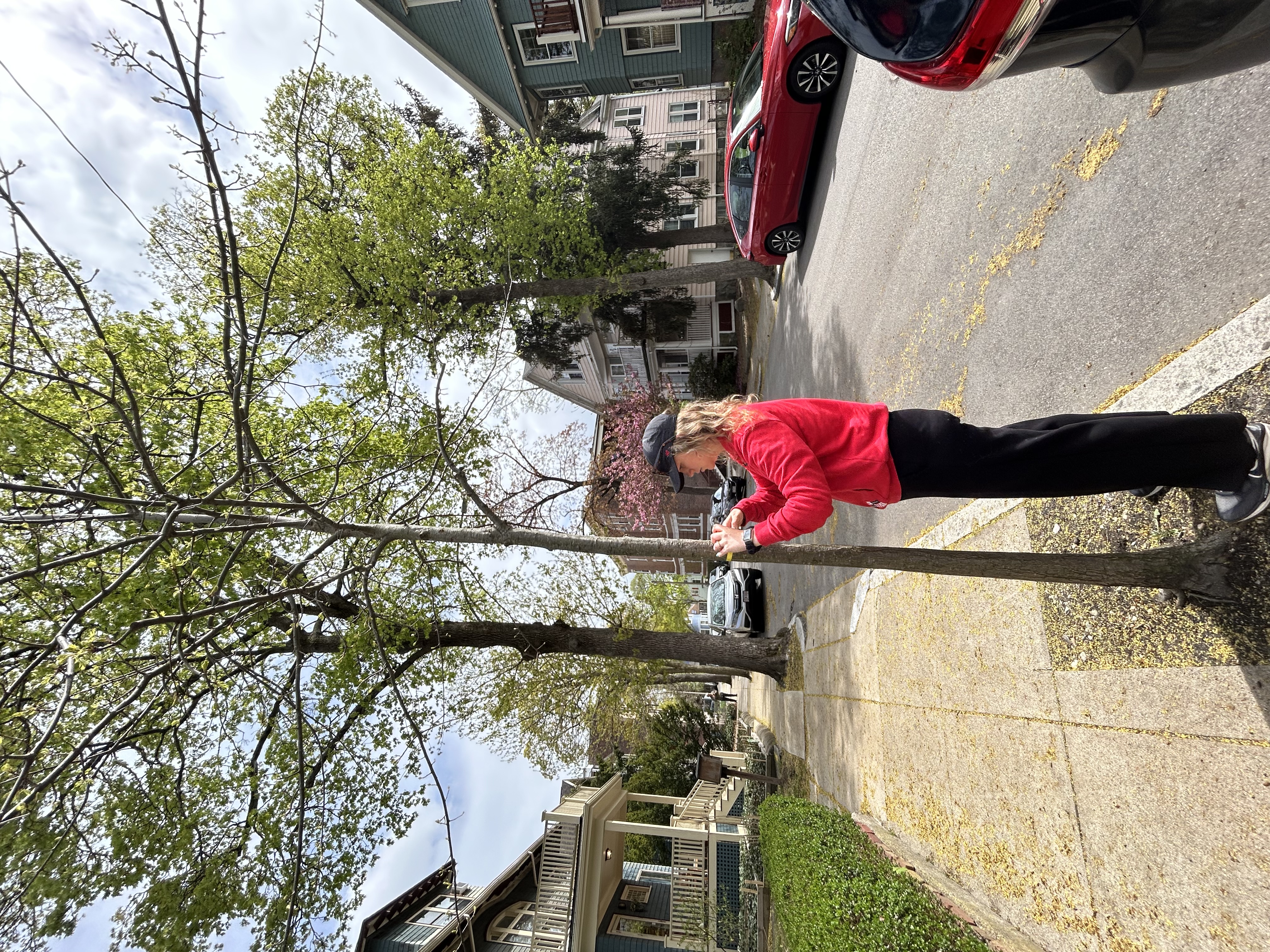 The dysregulated microbiome of city trees