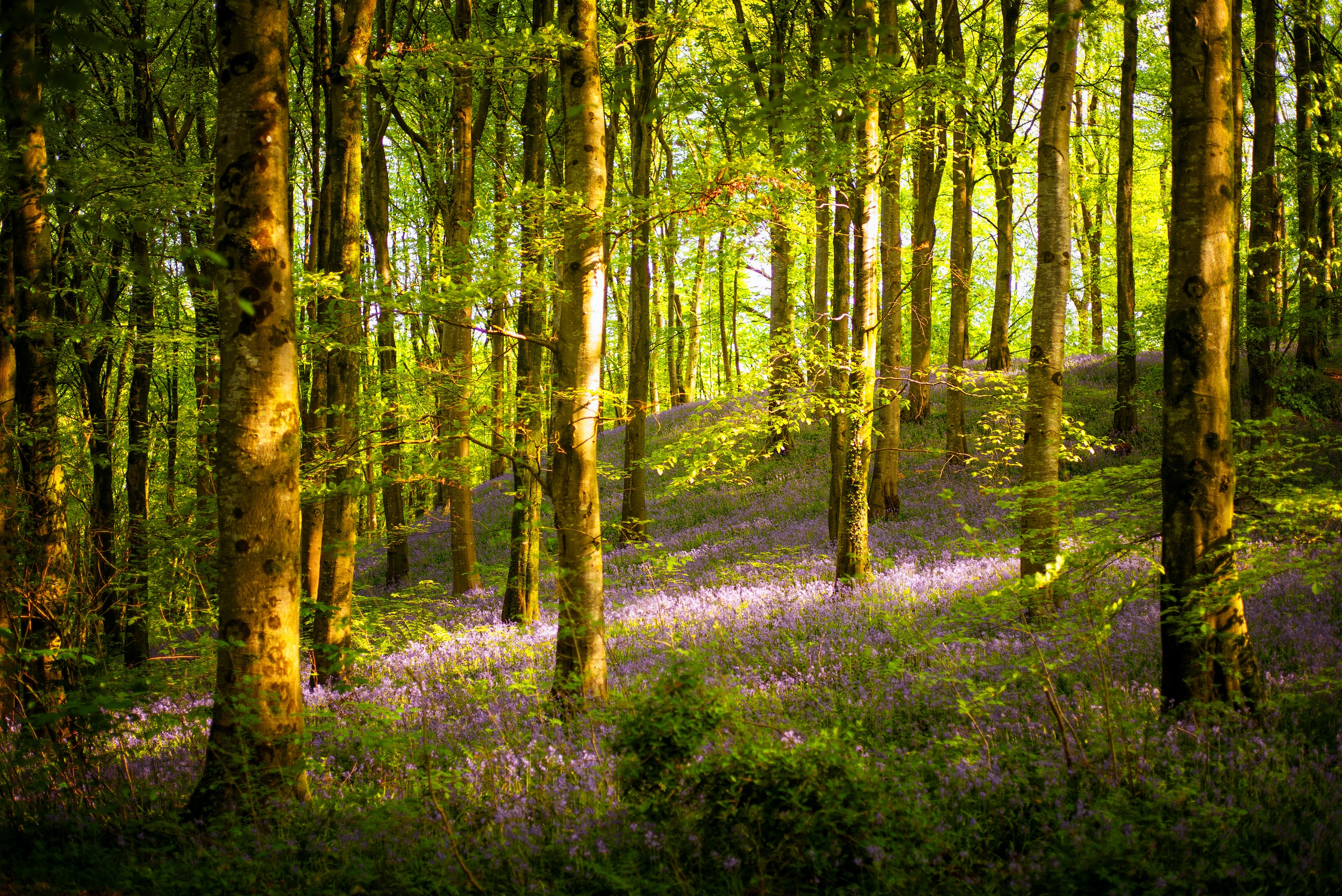Technical Officer position at NatureSpace, UK