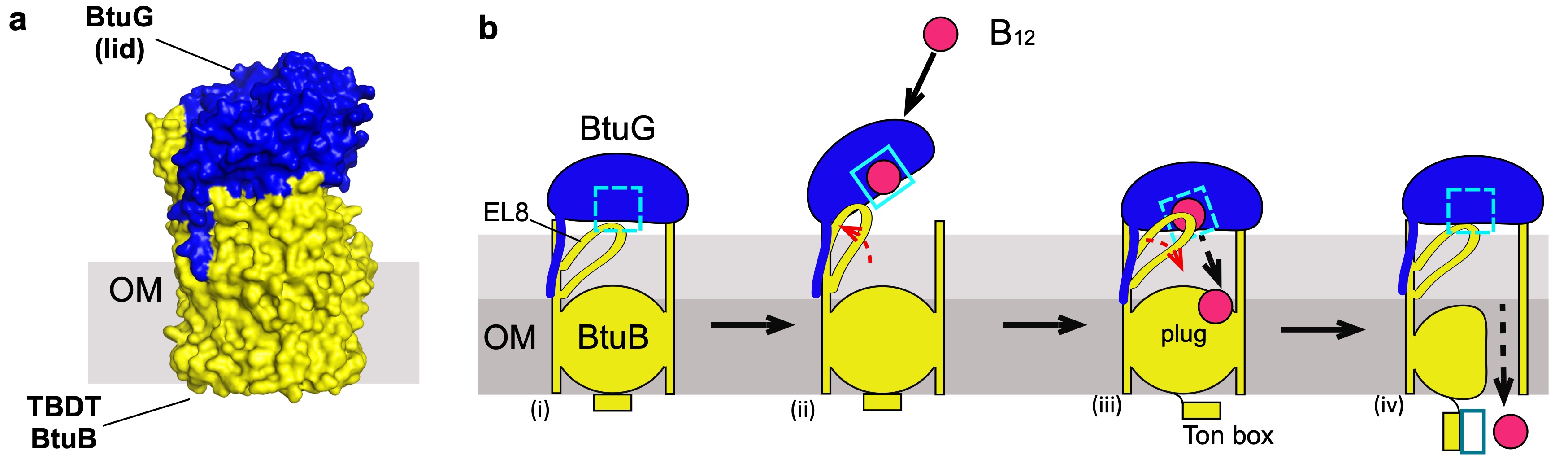 Vitamin B12 uptake by gut bacteria: surprises beyond E. coli.