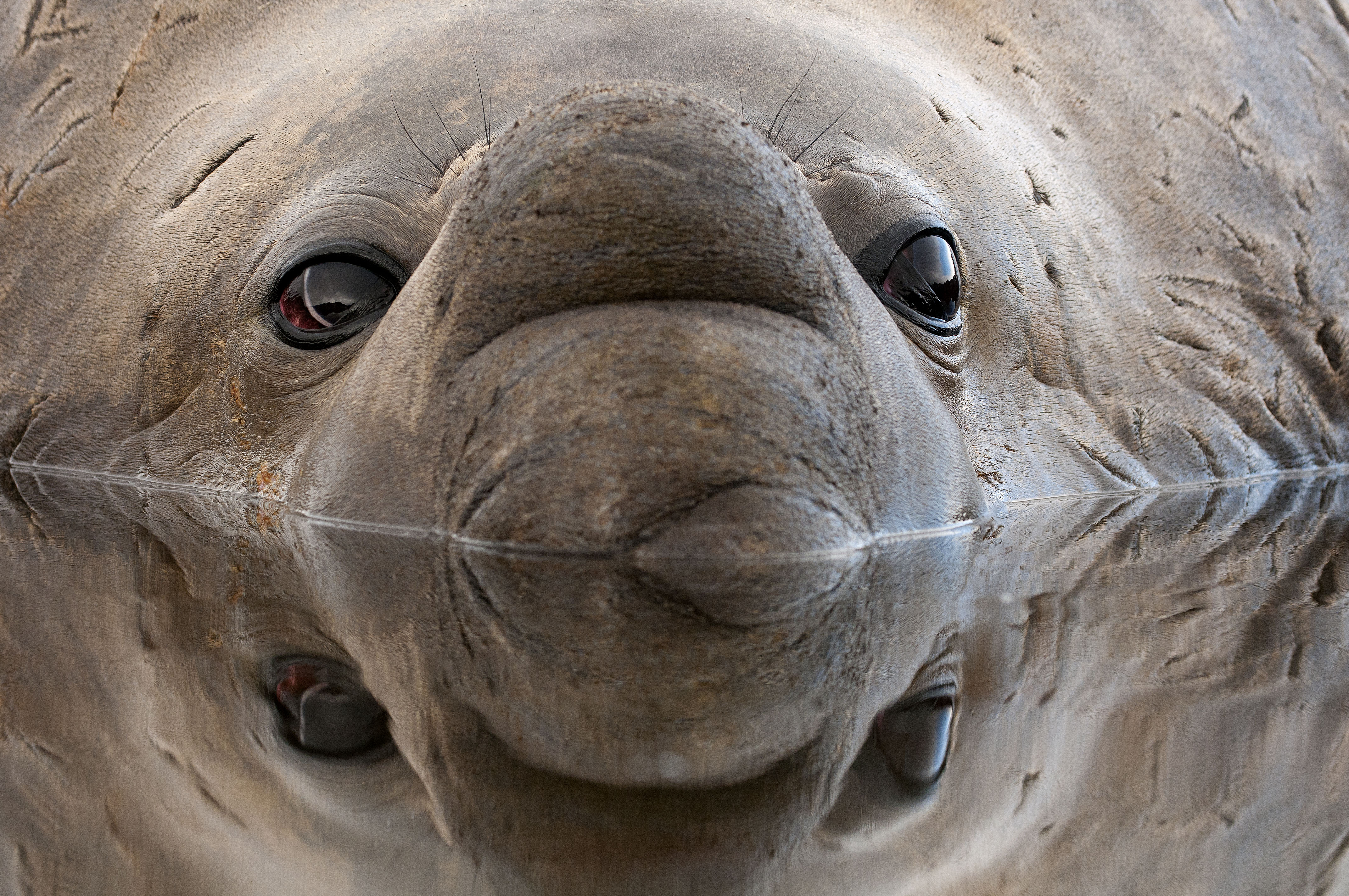 Tracking the finned, flippered and feathered beasts of the Southern Ocean